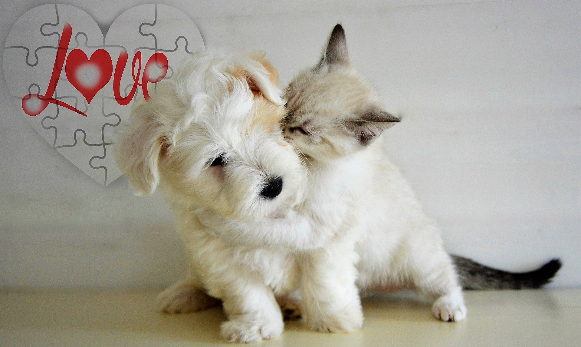 Wallpaper Of Animal, Cat, Dog, Love, Playing Background - Cat Love Images  Hd - 1920x1146 Wallpaper 