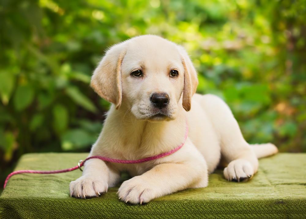 Lab Dog Images Download - HD Wallpaper 