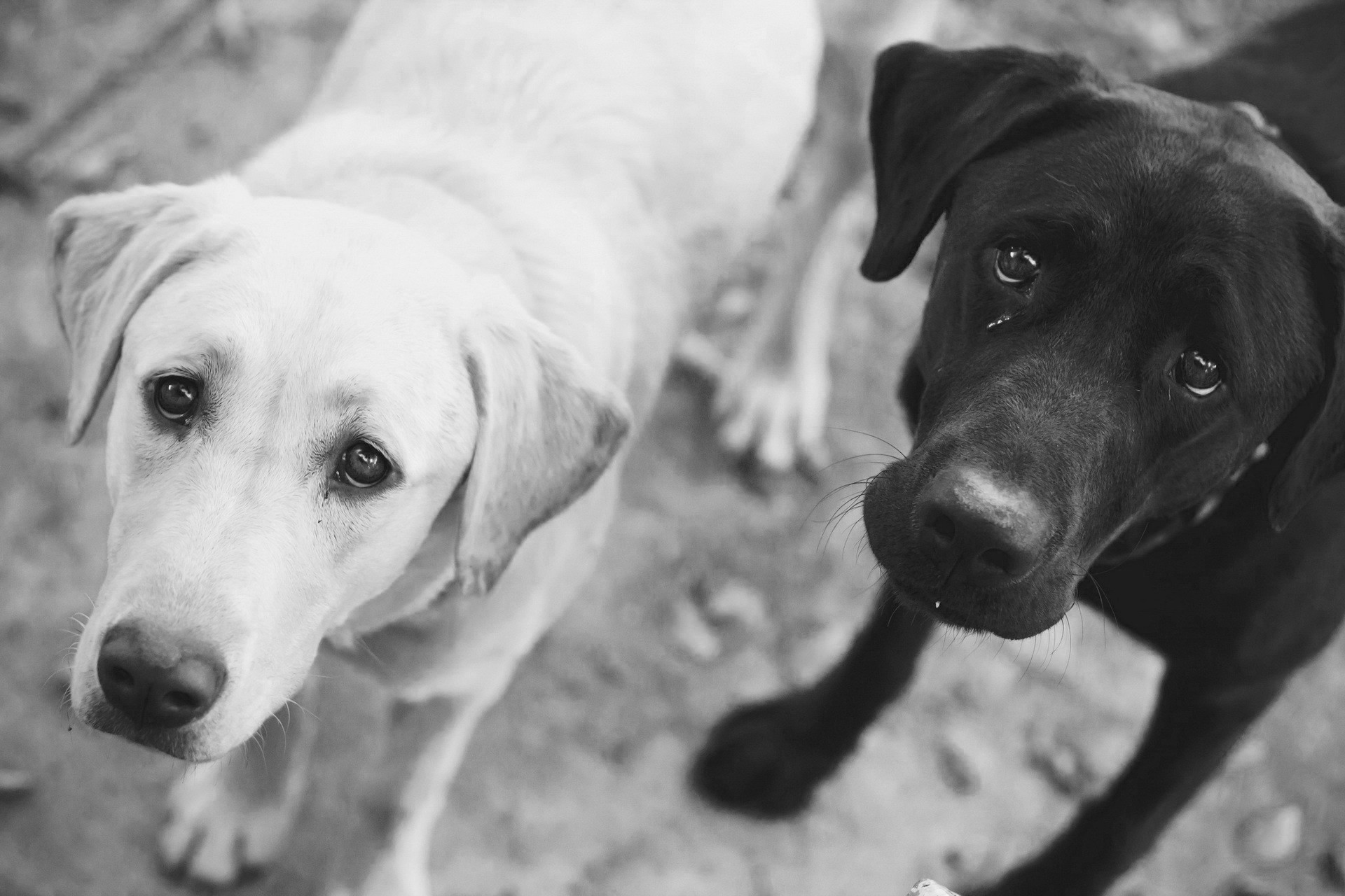 Black And White Bluetick Coonhound Dog Photo And Wallpaper - Real Dogs Black And White - HD Wallpaper 