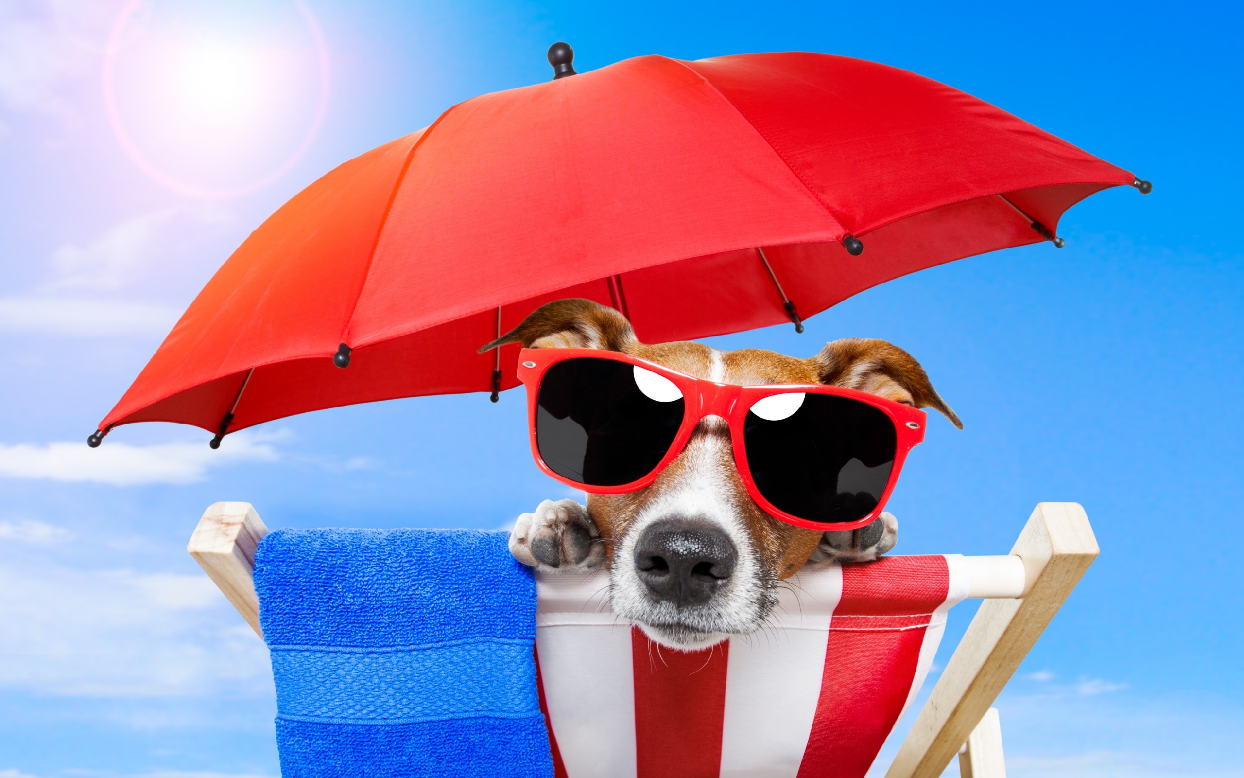 Cool Dog Wallpapers - 2560x1600 Wallpaper Cool Dog Wallpapers - 2560x1600 Wallpaper