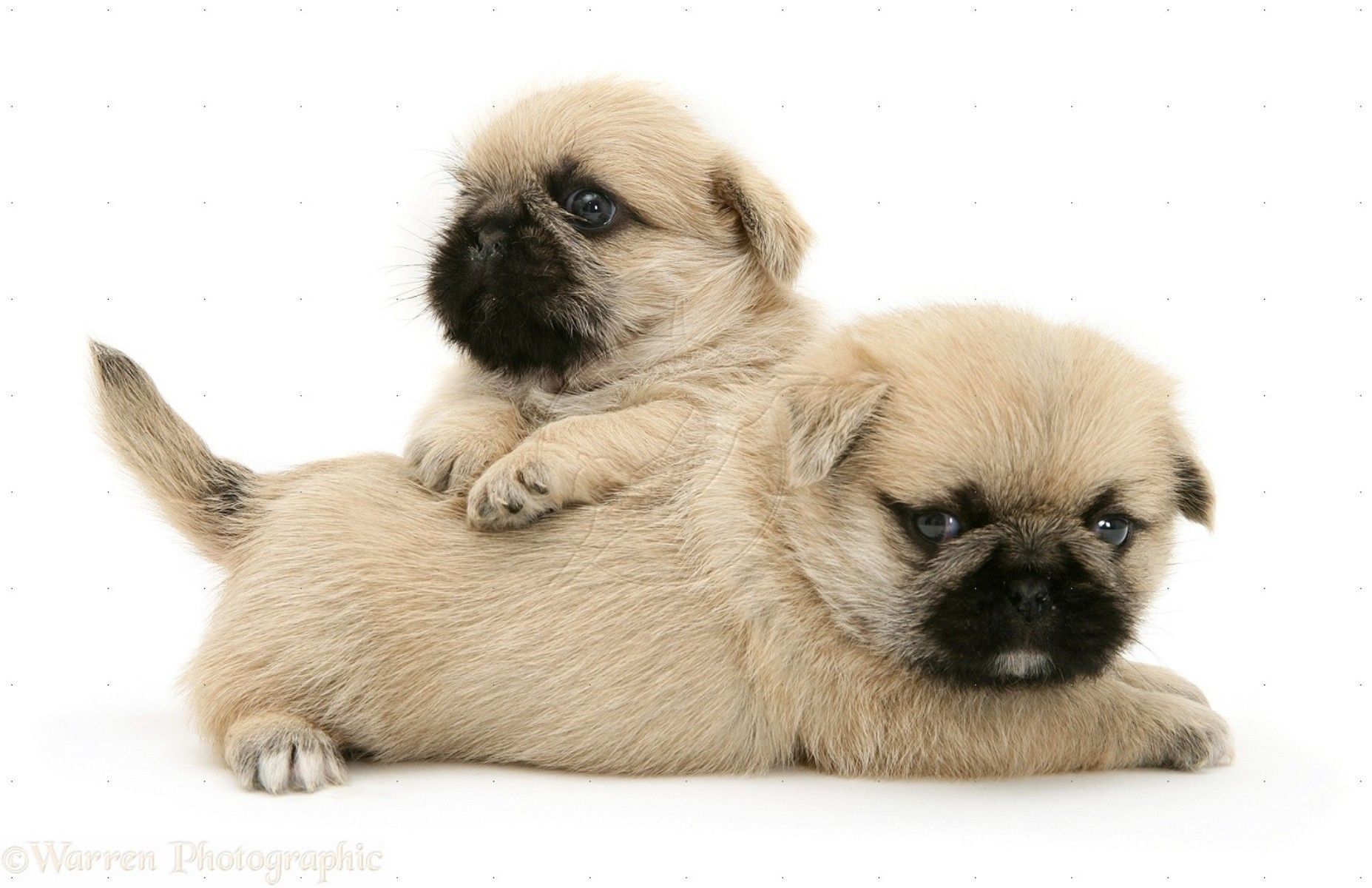Pug Plus Shih Tzu - HD Wallpaper 
