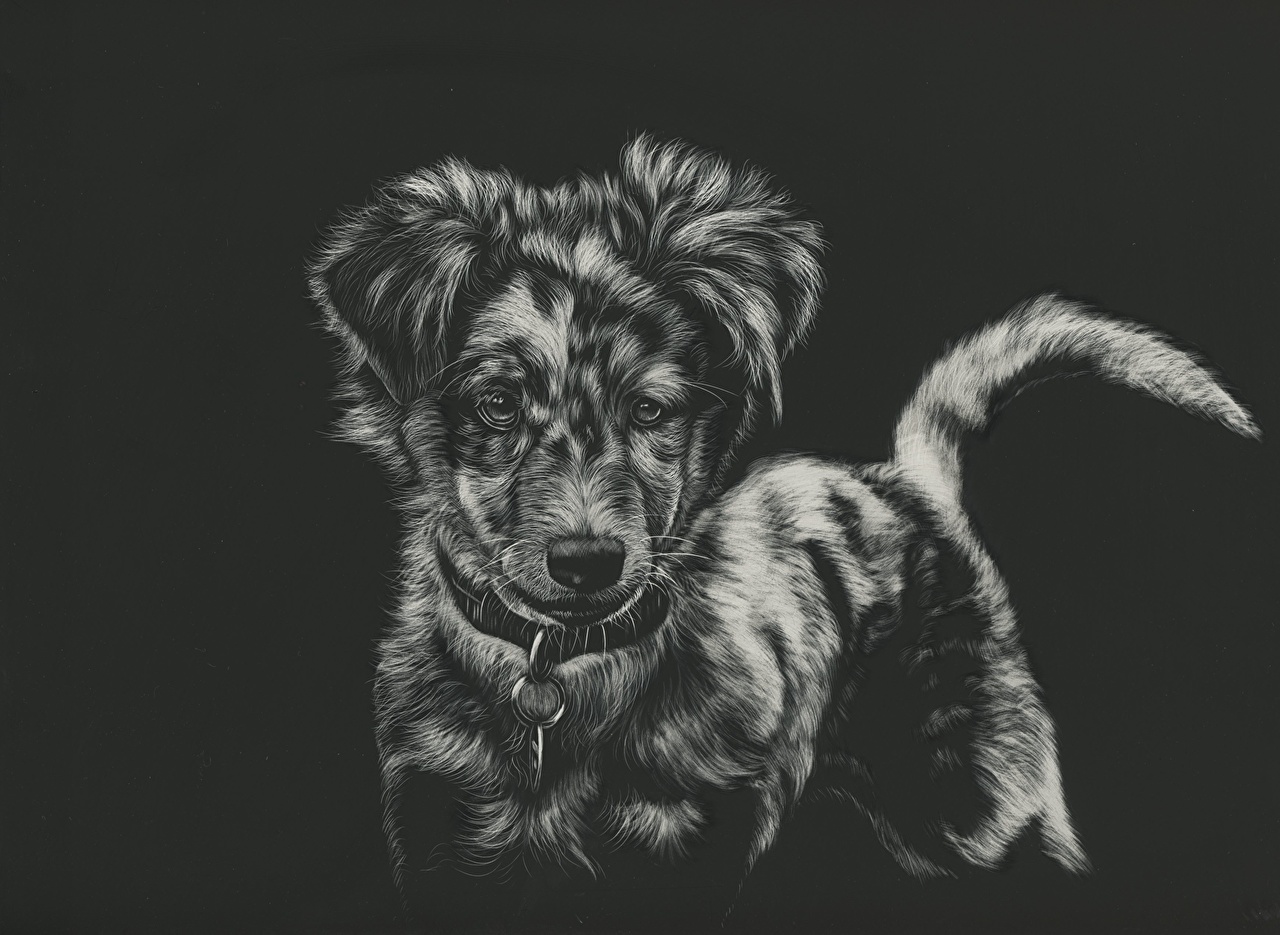 Australian Shepherd - HD Wallpaper 