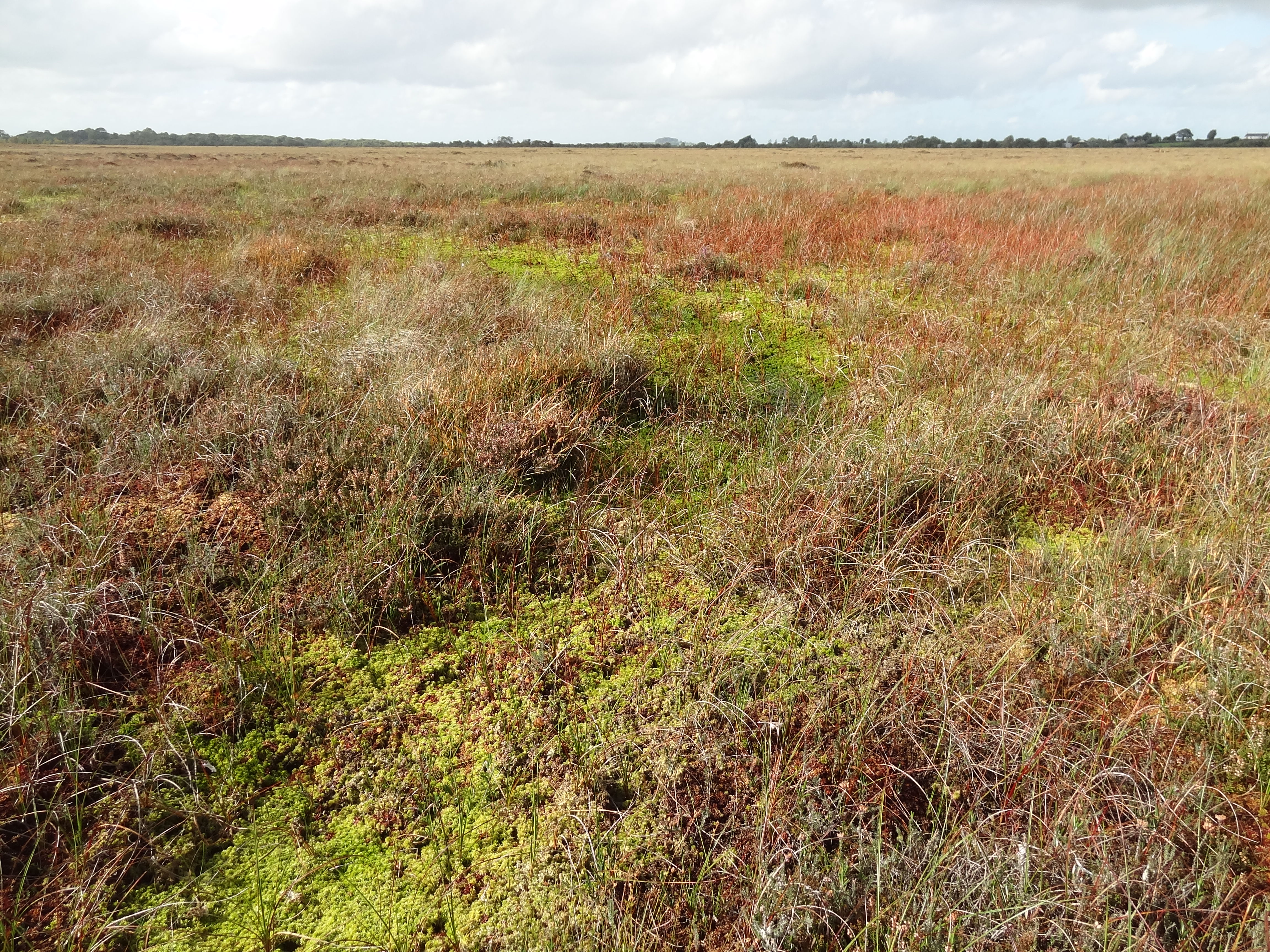 Raised Bog - HD Wallpaper 