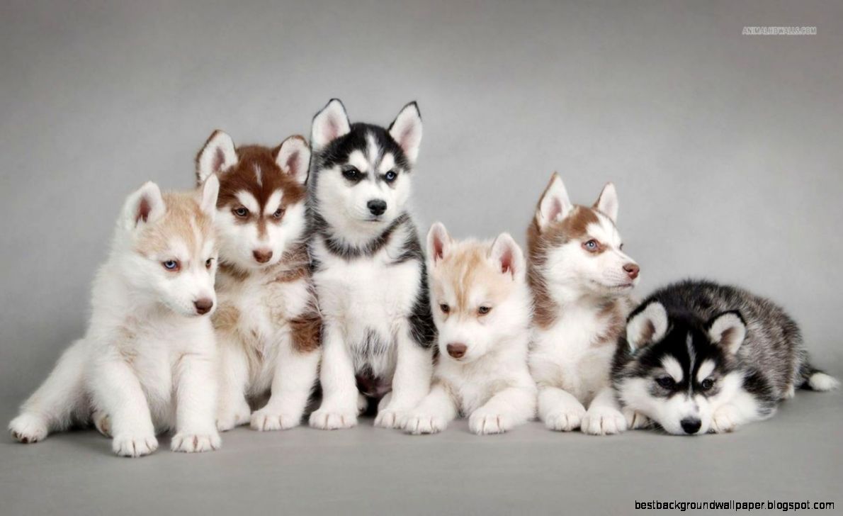 Siberian Husky Wallpapers Wallpaper Cave - Husky Puppies - HD Wallpaper 