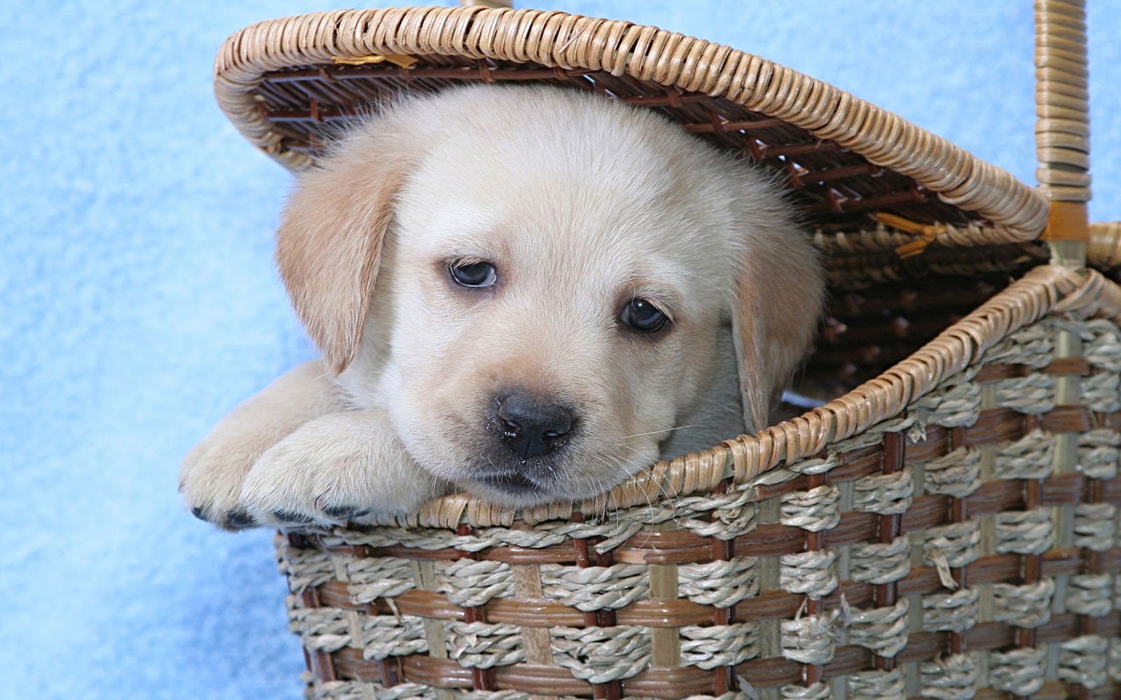 Puppy Golden Retriever Cute Dogs Dog - HD Wallpaper 