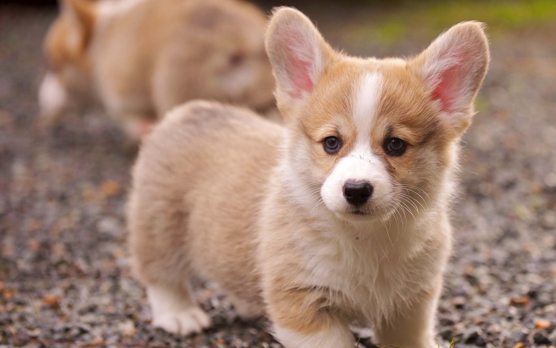 Cute Puppy Wallpaper Desktop, Images, Wallpapers Of - Cute Corgi Puppy - HD Wallpaper 