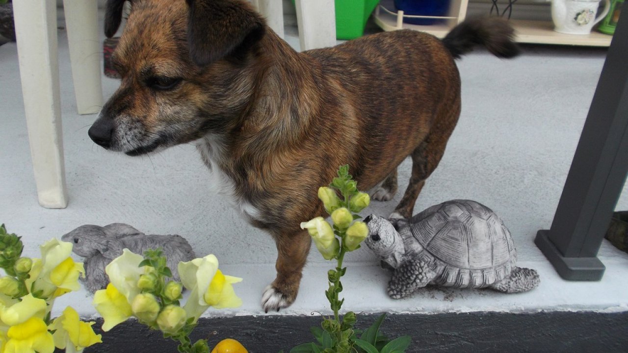 Dog Wallpapers, Cool Animals, Dog Desktop Images, Download - Tortoise - HD Wallpaper 