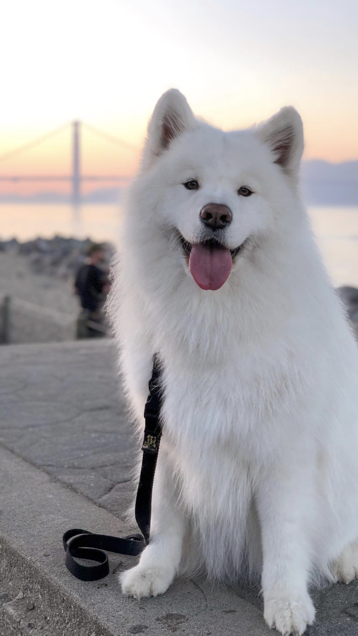 Husky Big White Fluffy Dog - HD Wallpaper 
