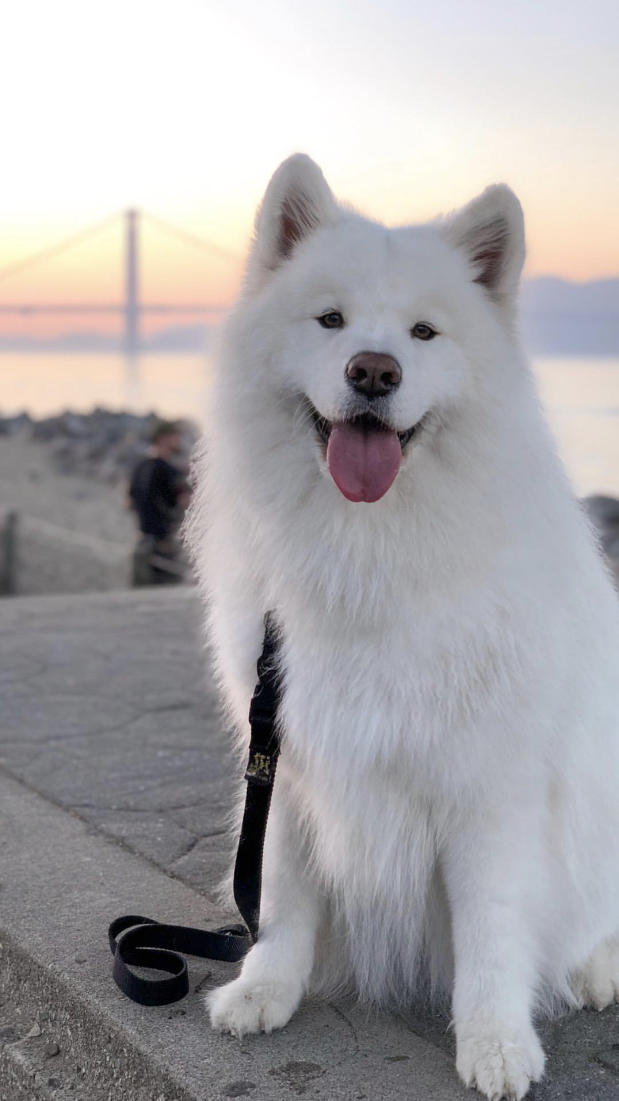 big white furry dog