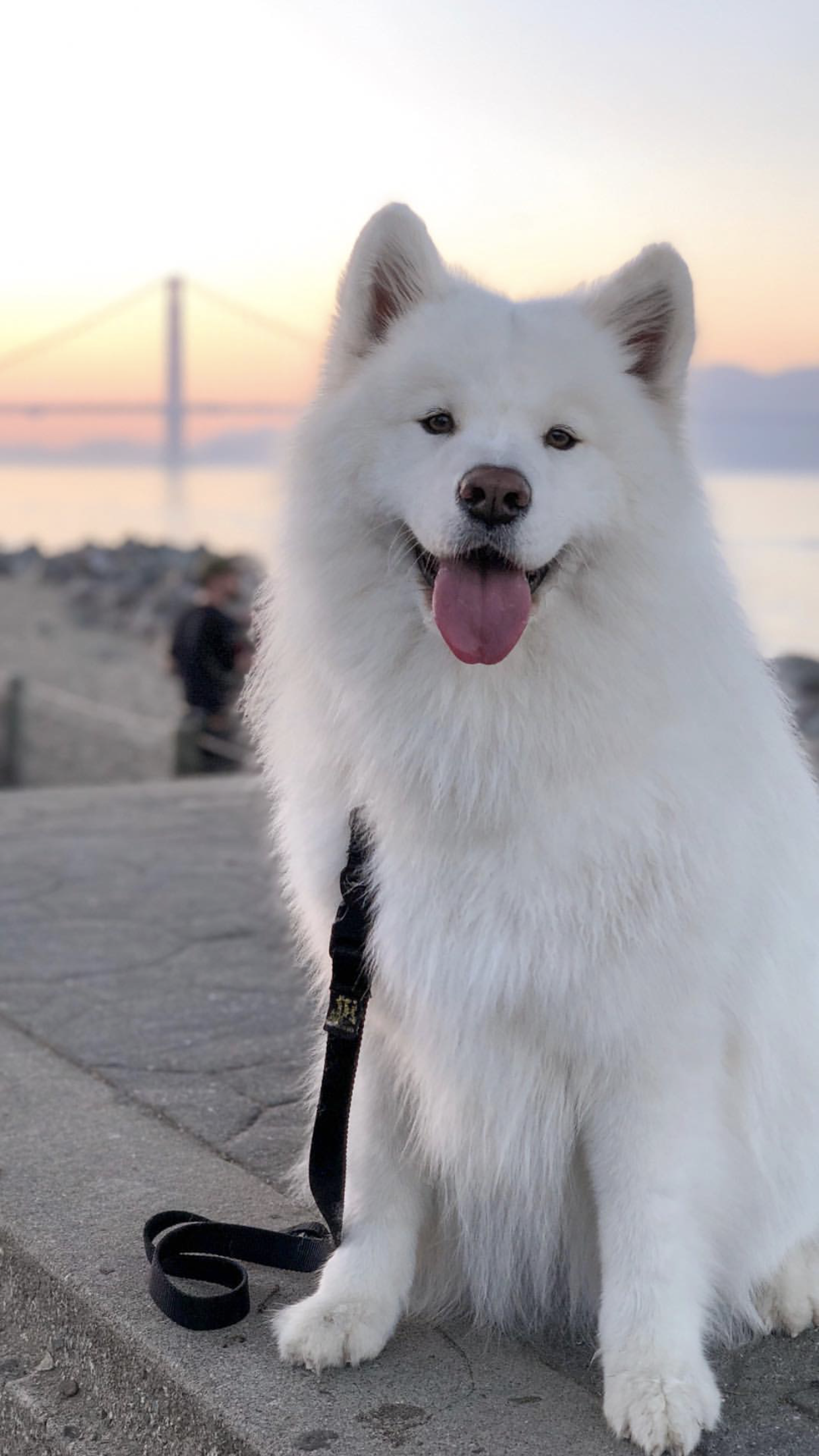 white fluffy husky dog