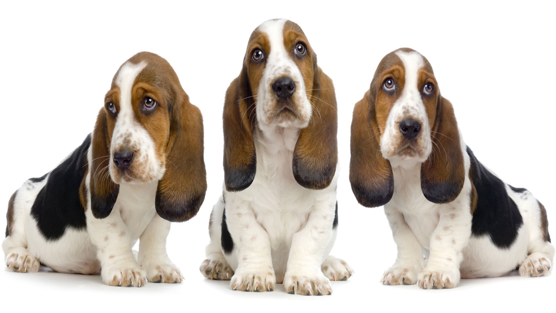 Basset Hound - HD Wallpaper 