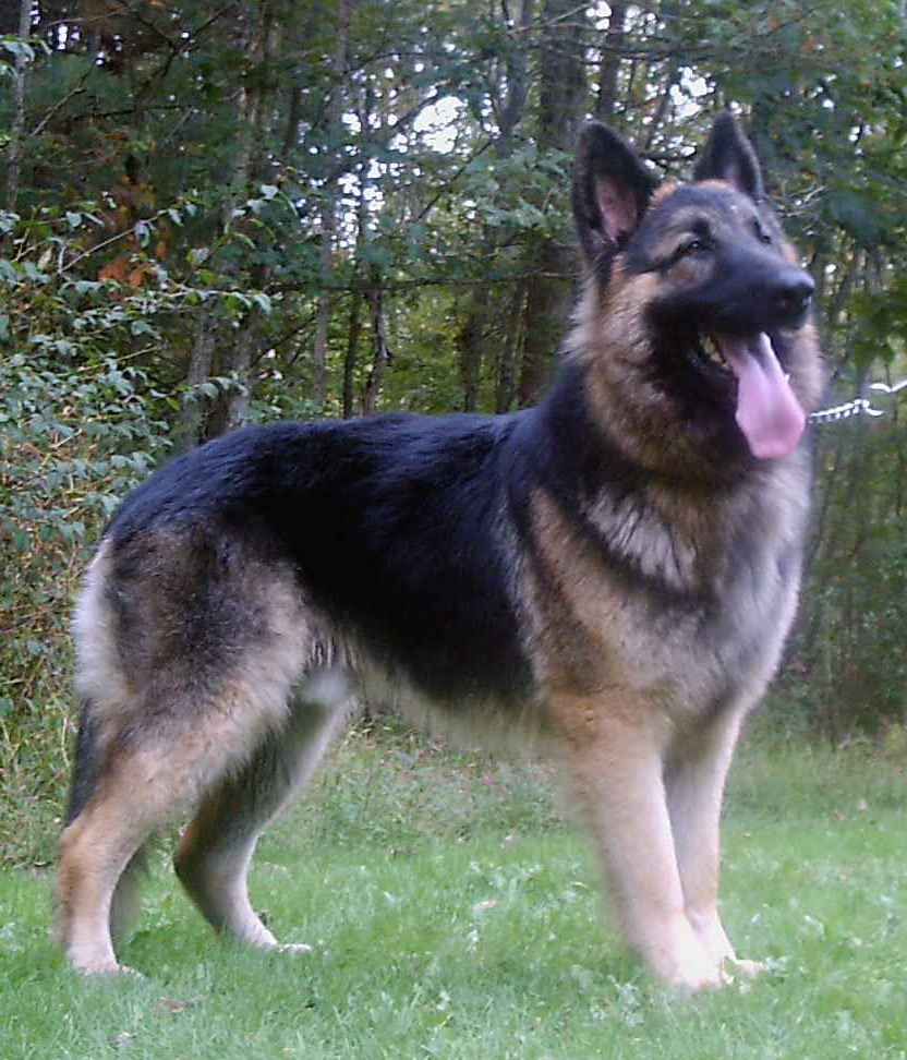 King Size German Shepherd Dogs - HD Wallpaper 