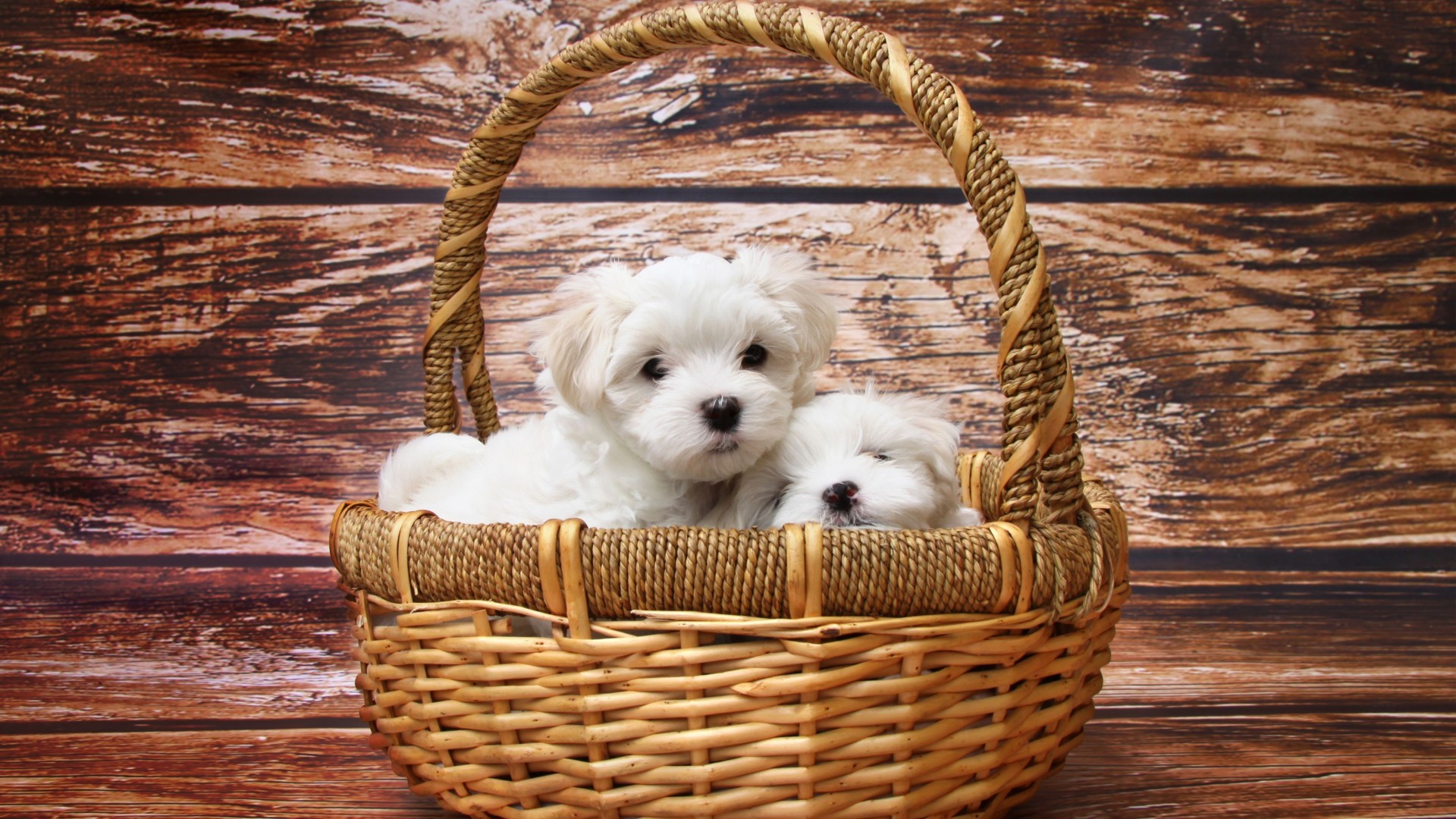 1920x1080, Maltese Dogs Hd Wallpaper 
 Data Id 218390 - Maltese Puppies - HD Wallpaper 