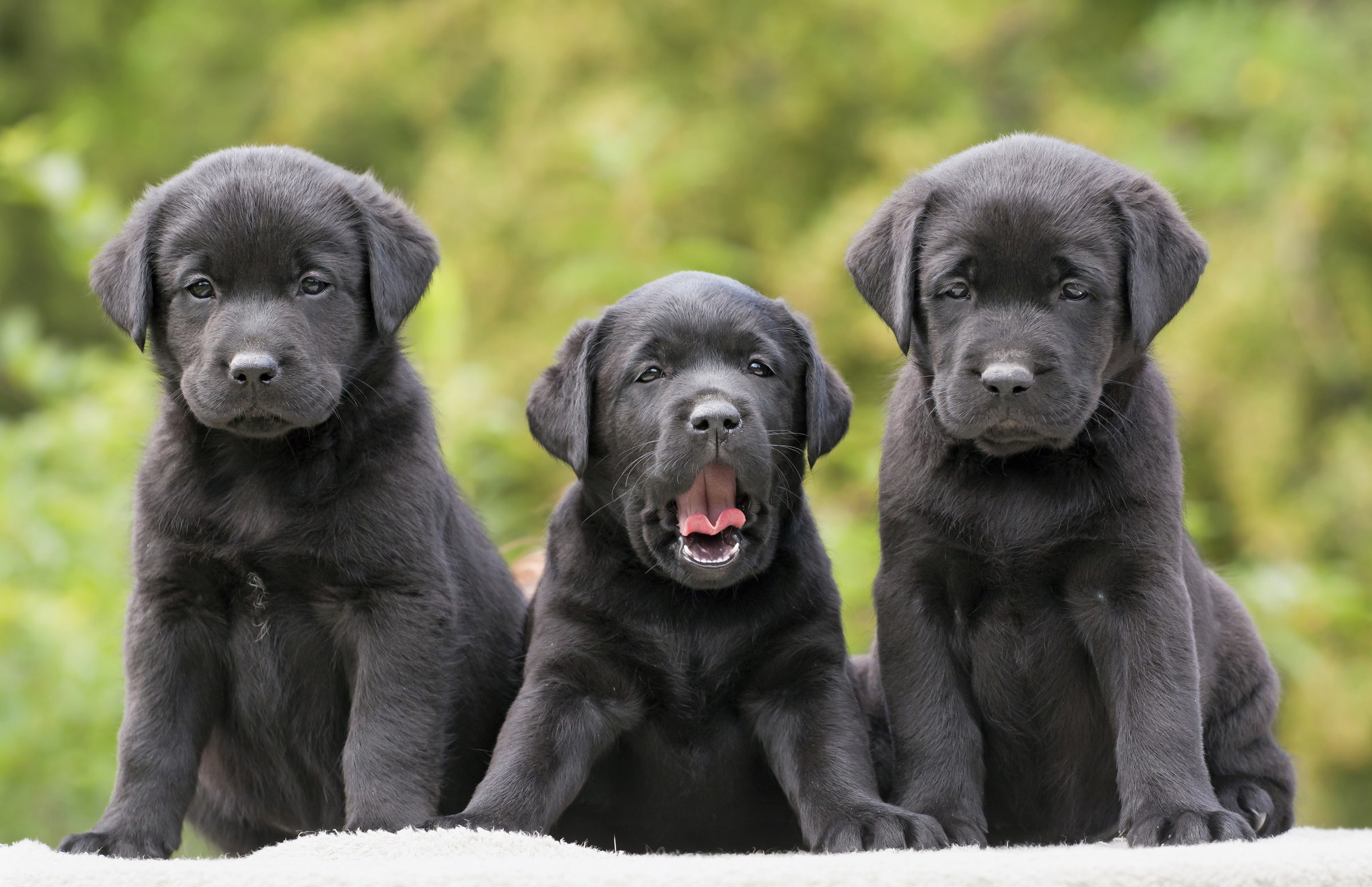 Three Cute Of Dogs - HD Wallpaper 