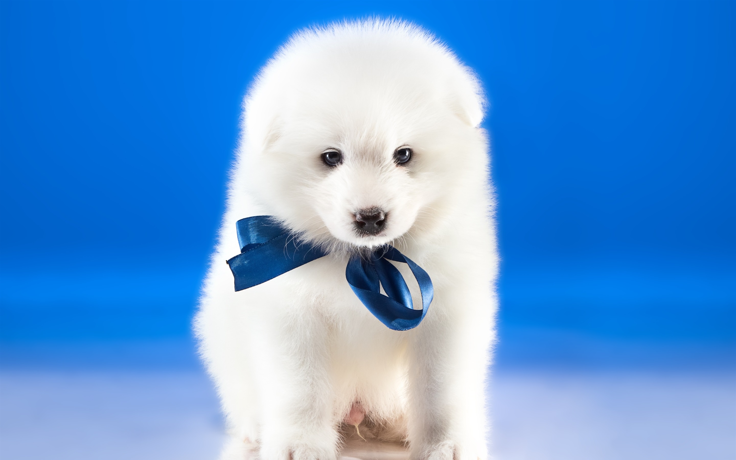 Wallpaper White Dog, Blue Background - Dog Blue Background - HD Wallpaper 