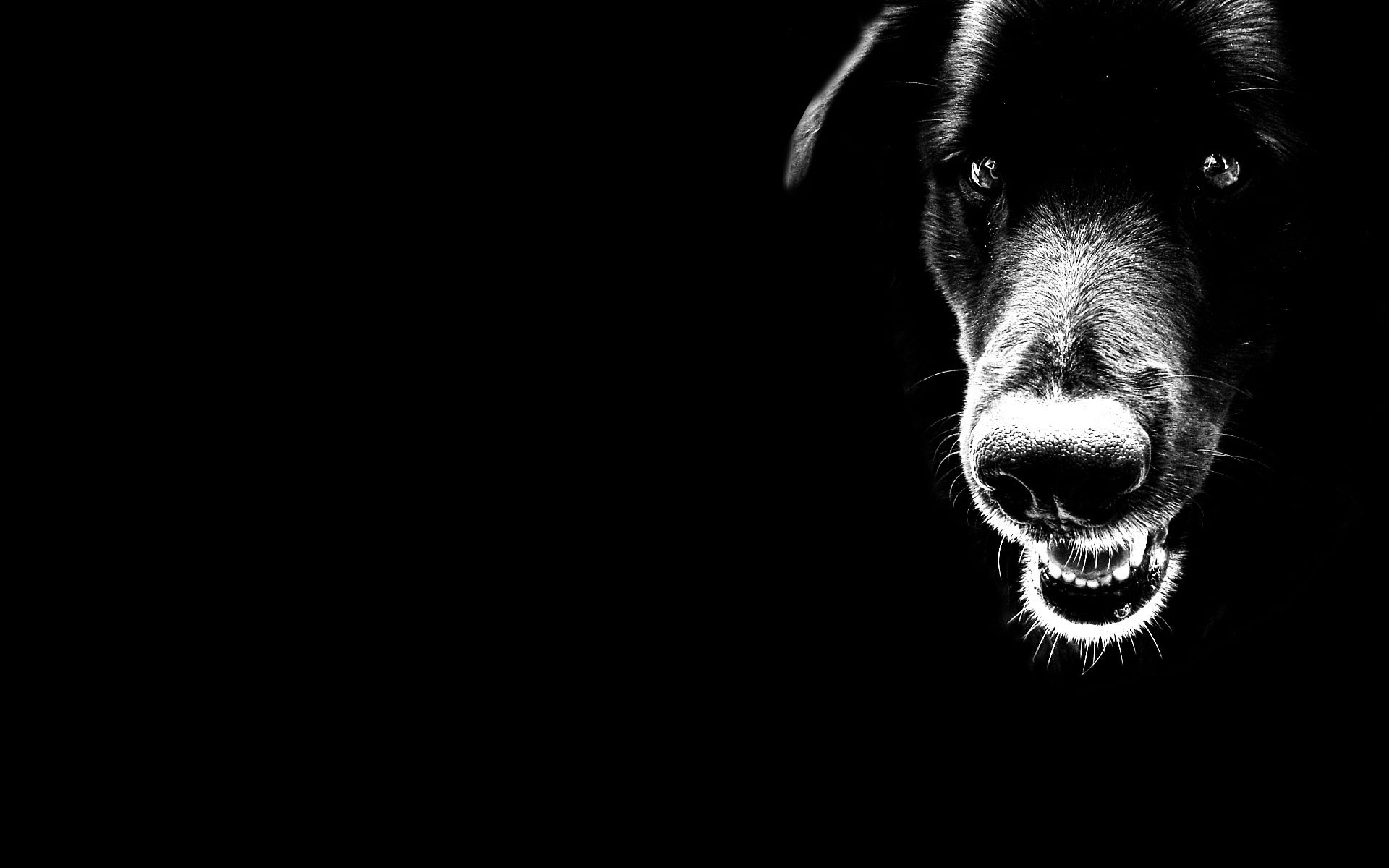 Black Dog Wallpaper Download - 3d Wallpapers Of Dog - HD Wallpaper 