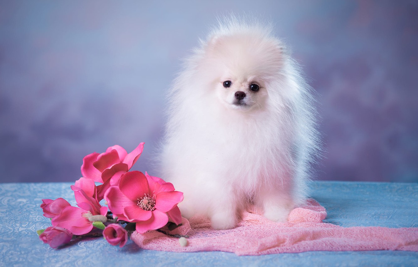 Photo Wallpaper White, Look, Flowers, Pose, Background, - White Fluffy Cute Puppy - HD Wallpaper 