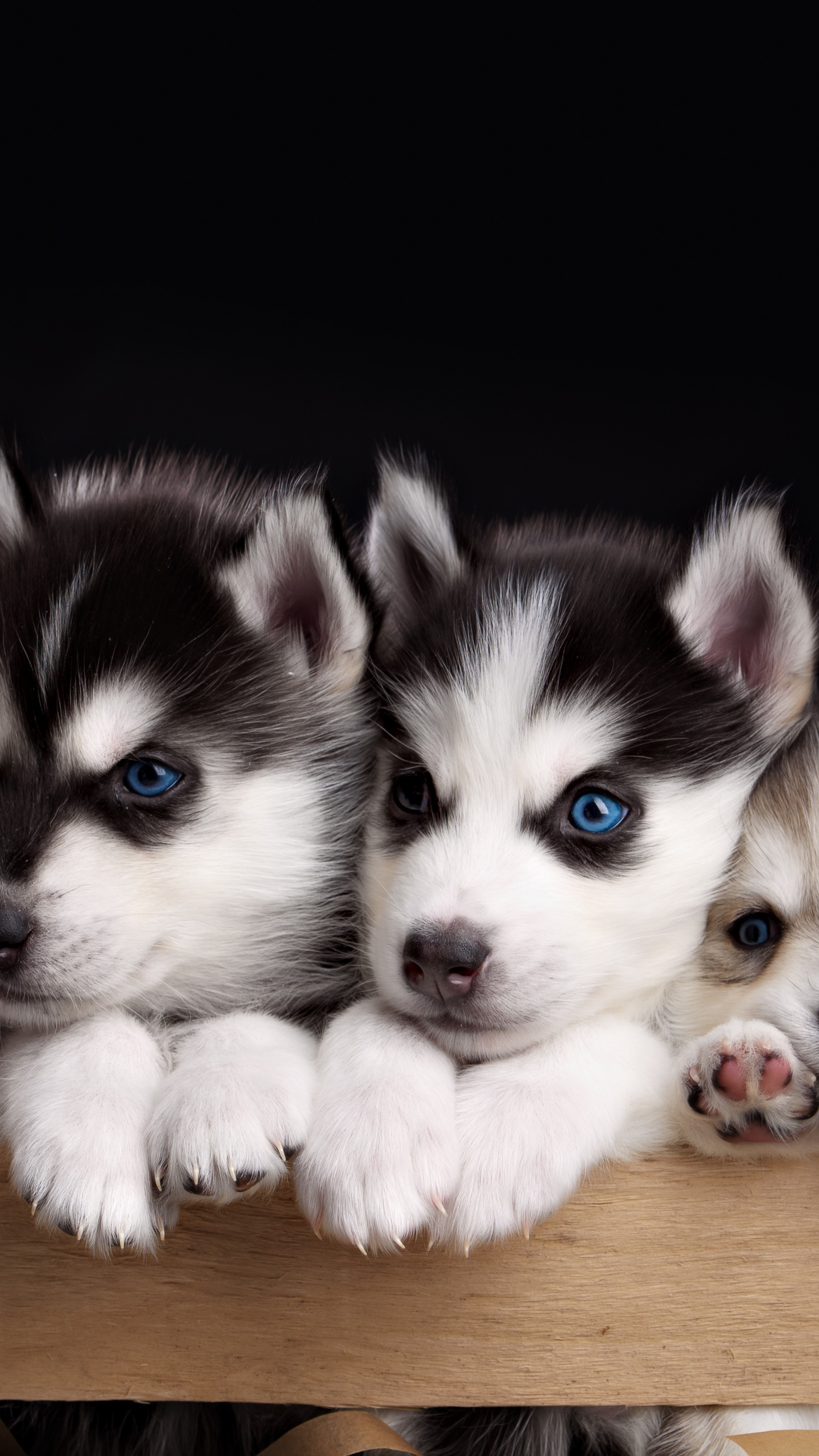 Cute Puppy Wallpaper Iphone - HD Wallpaper 