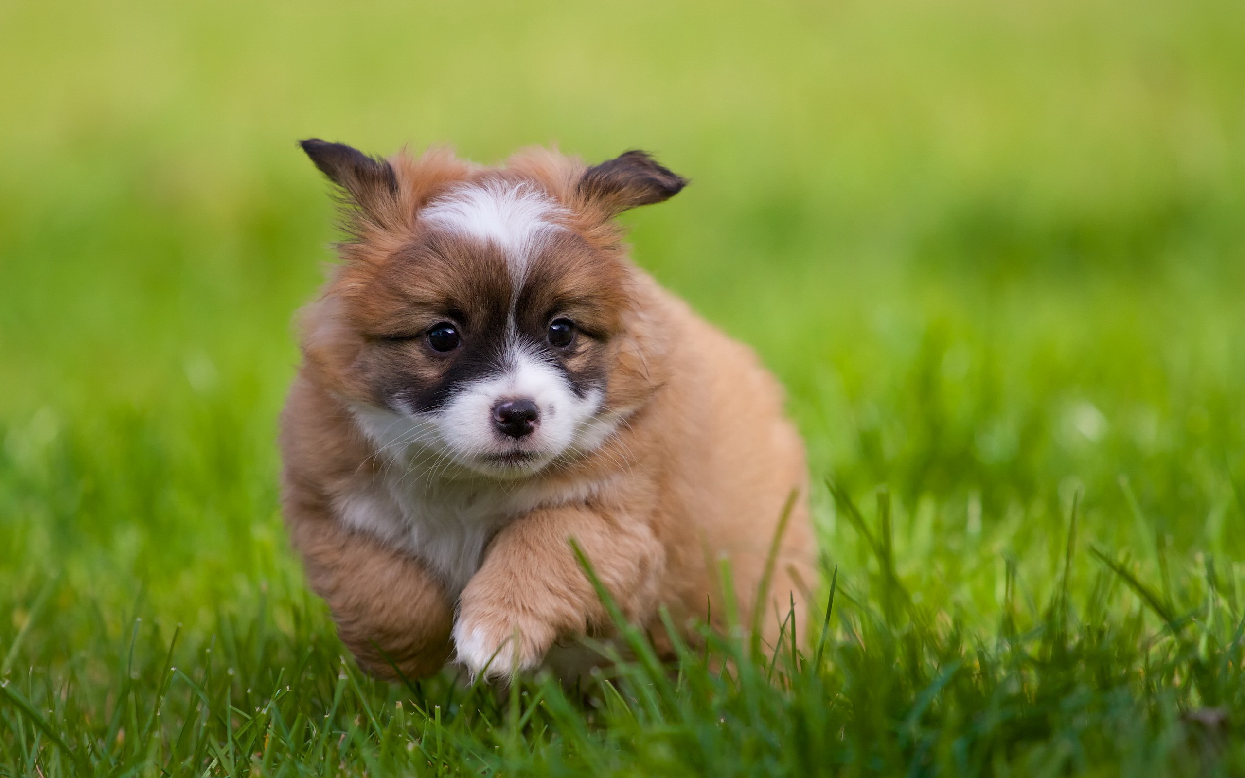 Baby Dog - HD Wallpaper 