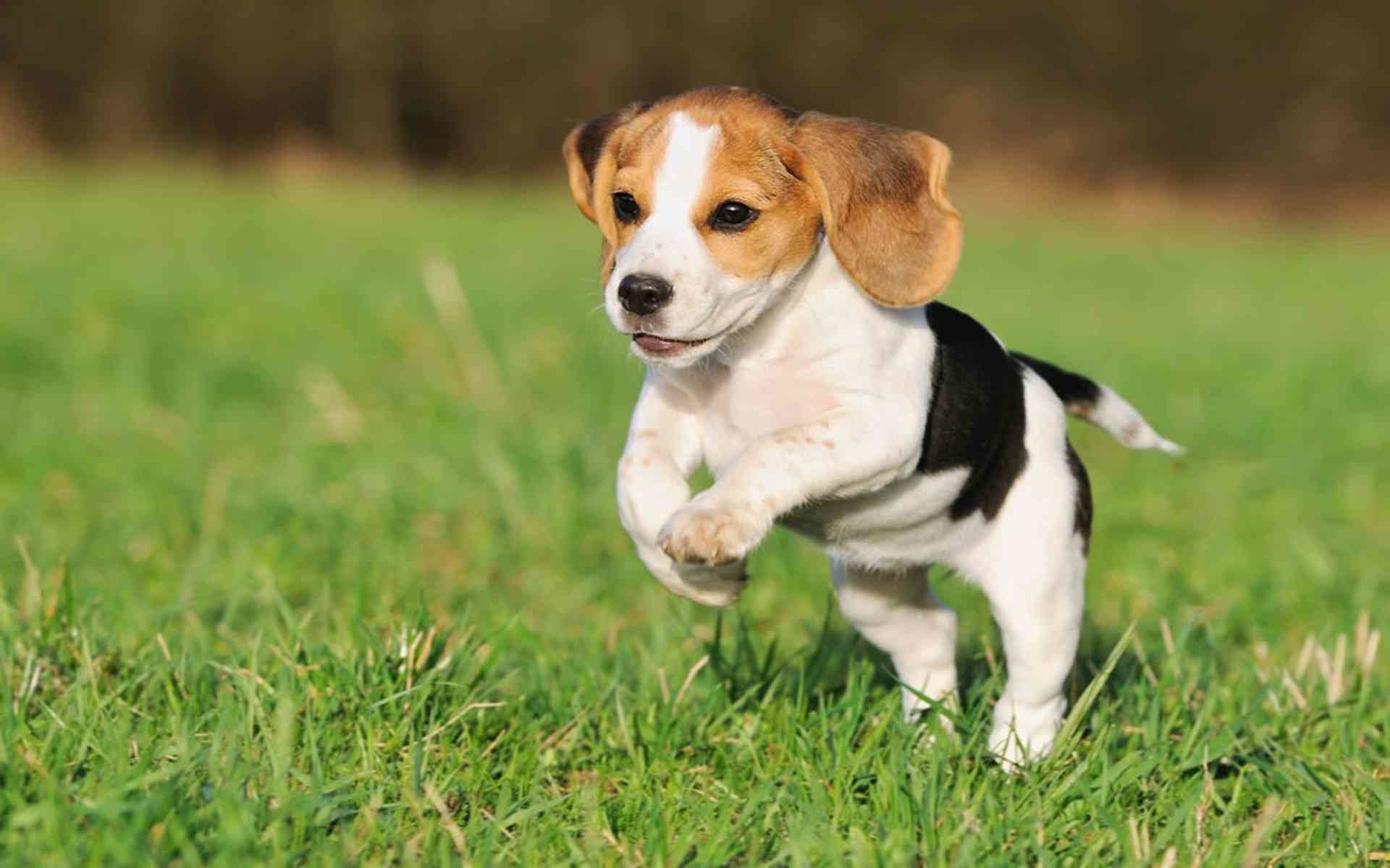 Beautiful Beagle Puppy Jumping Wallpapers And Images - Small Dog Breeds Philippines - HD Wallpaper 