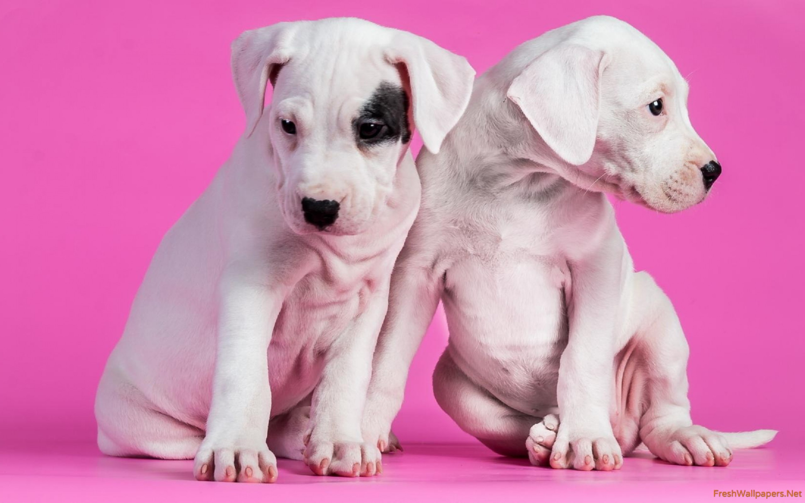 Pink Wallpapers Cute Dog - HD Wallpaper 