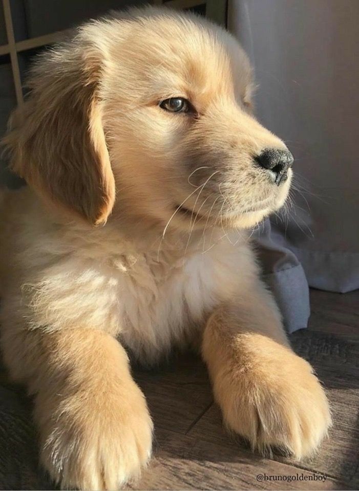 Puppy - HD Wallpaper 