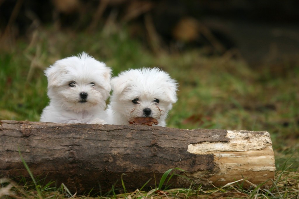 Maltese Dog - HD Wallpaper 