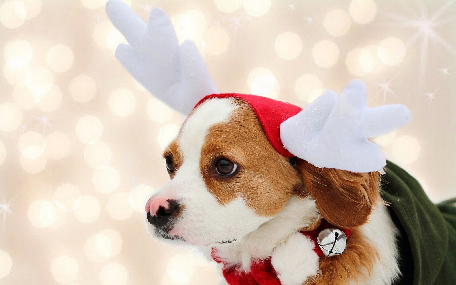 Christmas Wallpaper Dogs - HD Wallpaper 