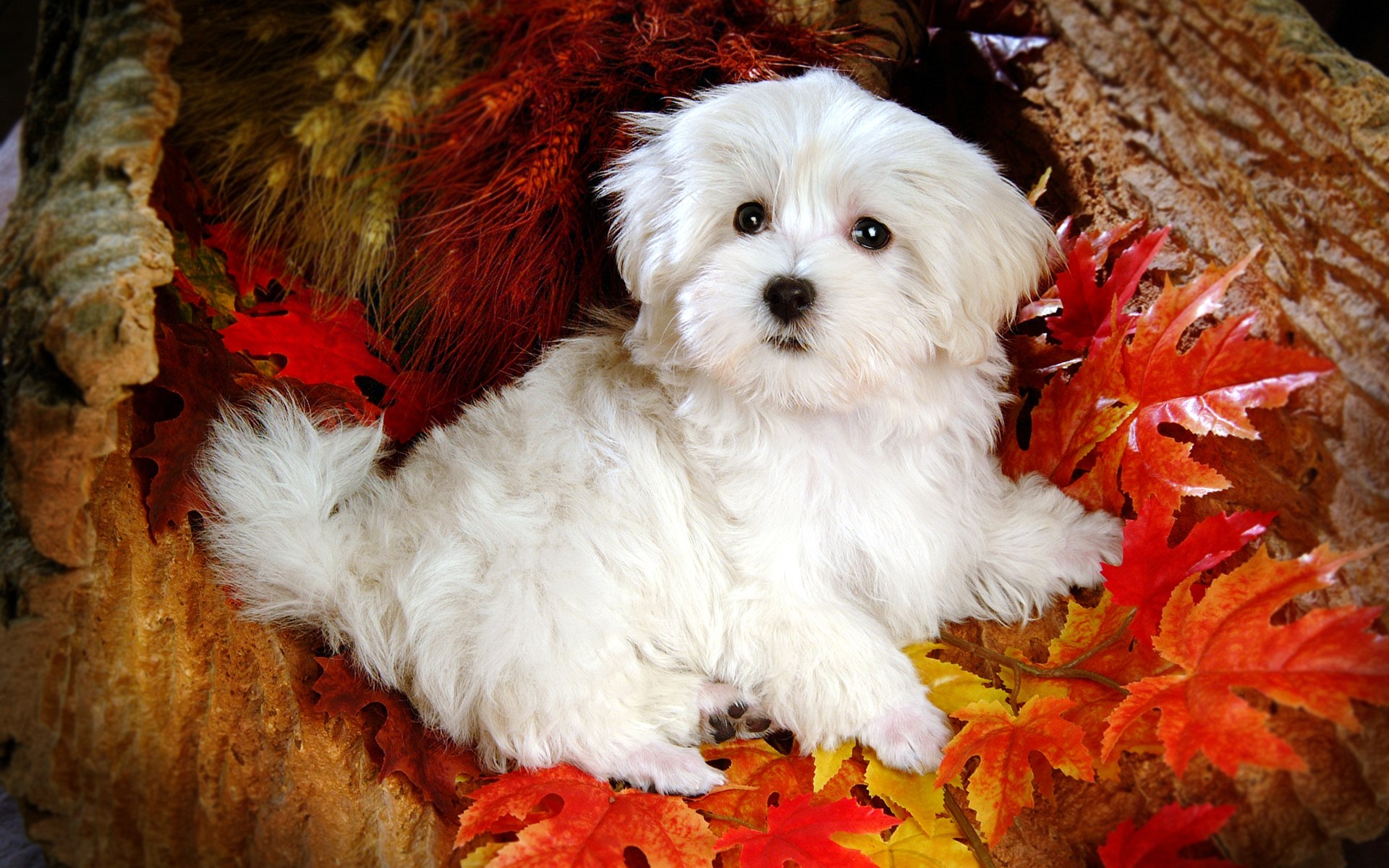 Puppy Dog Fluffy Baby Desktop Wallpapers - White Cute Dog Hd - HD Wallpaper 