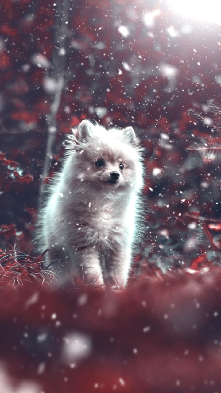 Animals, Baby, And Baby Dog Image - Pomeranian Puppy Wallpaper Iphone - HD Wallpaper 