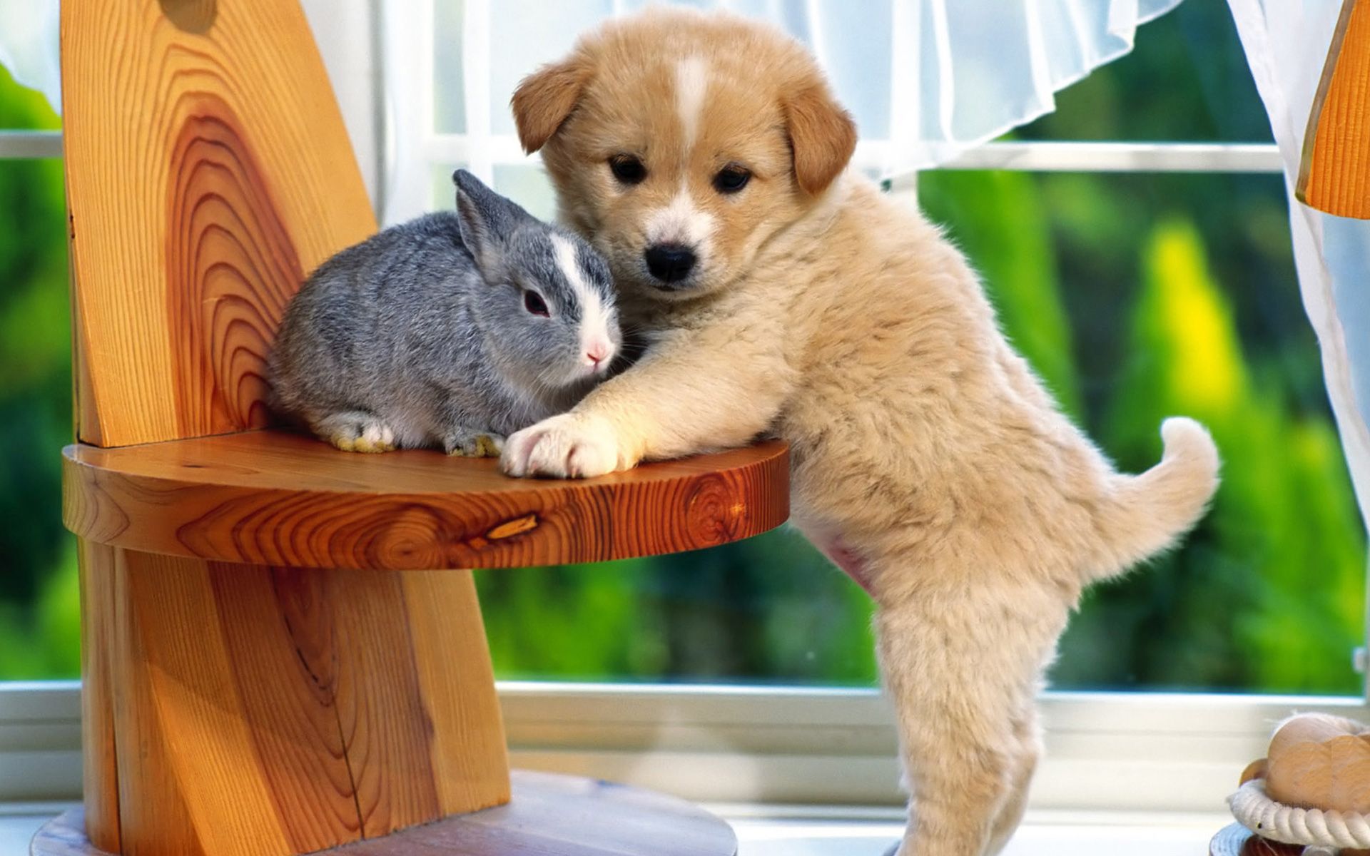 Cute Different Breed Of Dog - HD Wallpaper 