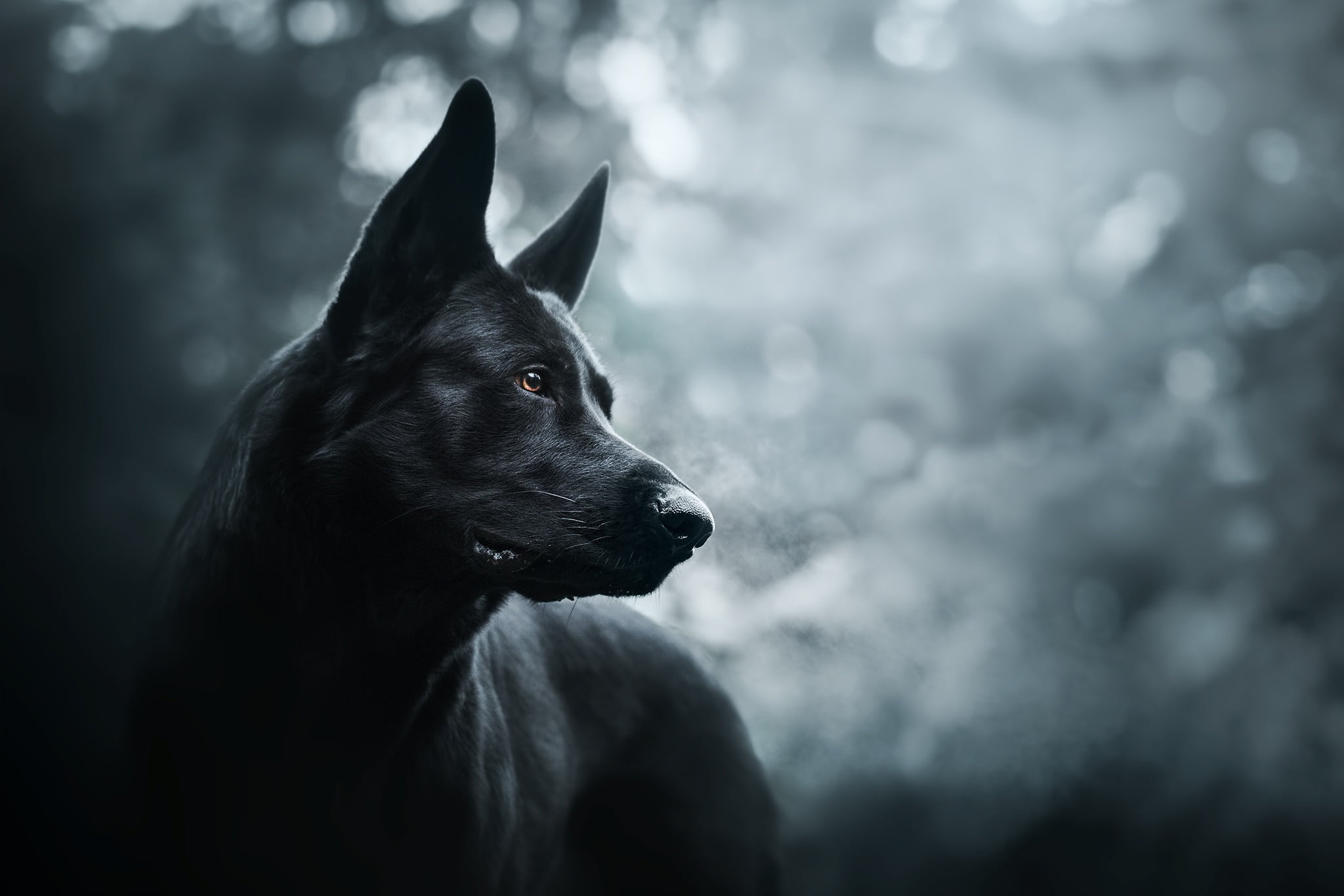 Black German Shepherd Wallpaper Hd - HD Wallpaper 