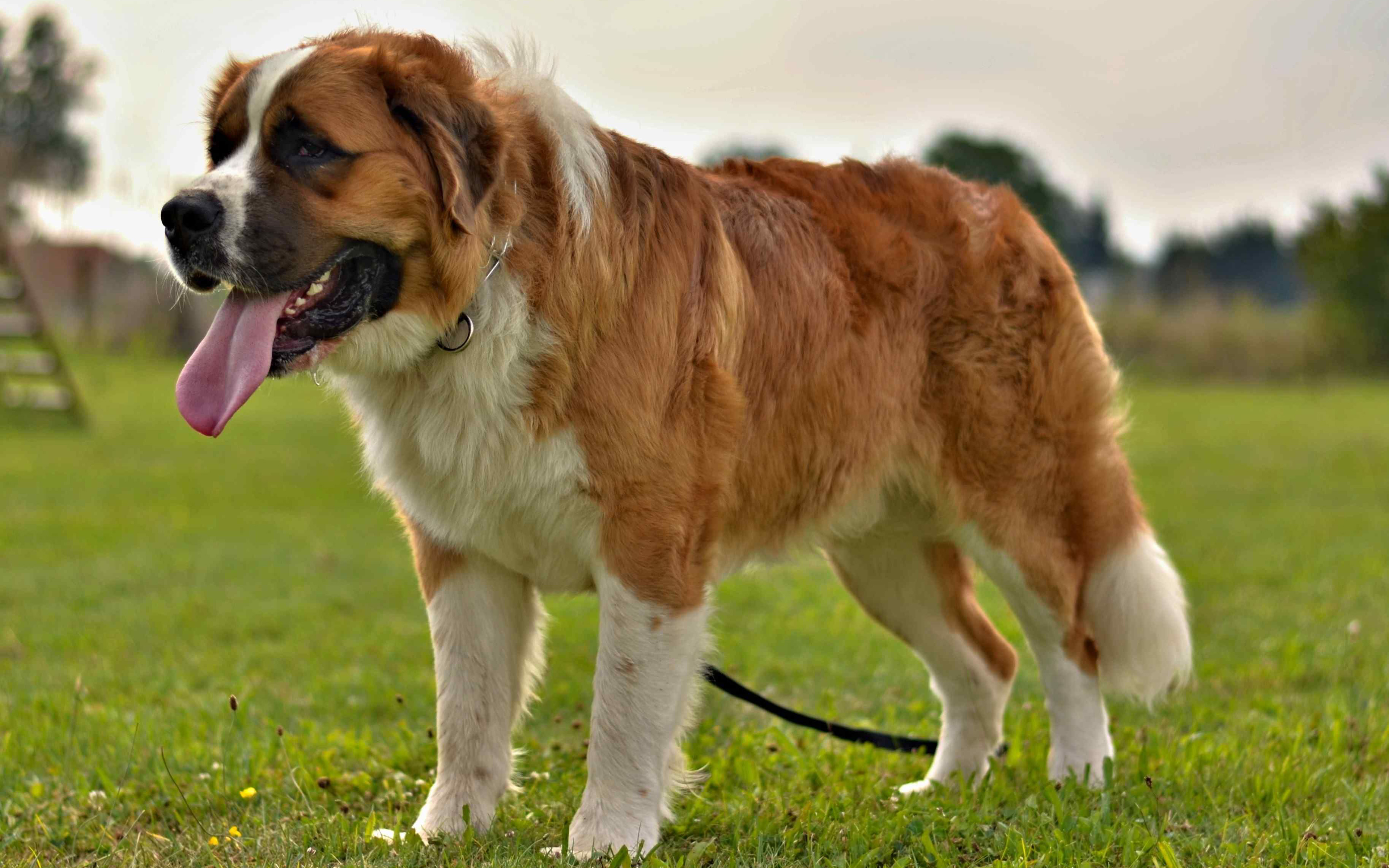 Alabai, 4k, Pets, Dogs, Big Dog, Lawn, Alabai Dog - Big Dog Hd - HD Wallpaper 