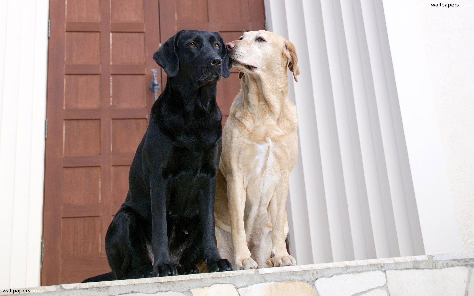 One Black Dog And One White Dog - HD Wallpaper 