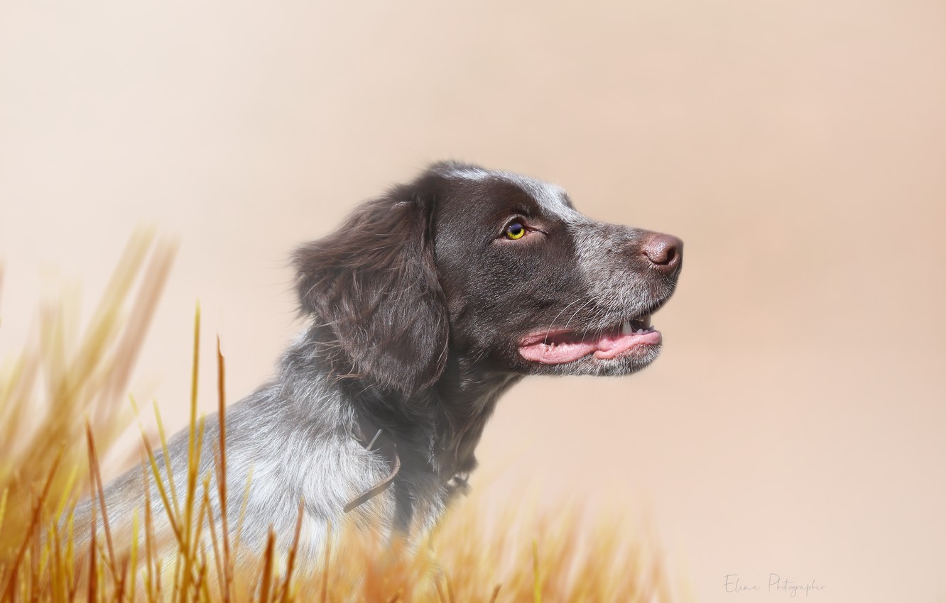 Photo Wallpaper Look, Background, Each, Dog, Puppy - Blue Picardy Spaniel - HD Wallpaper 