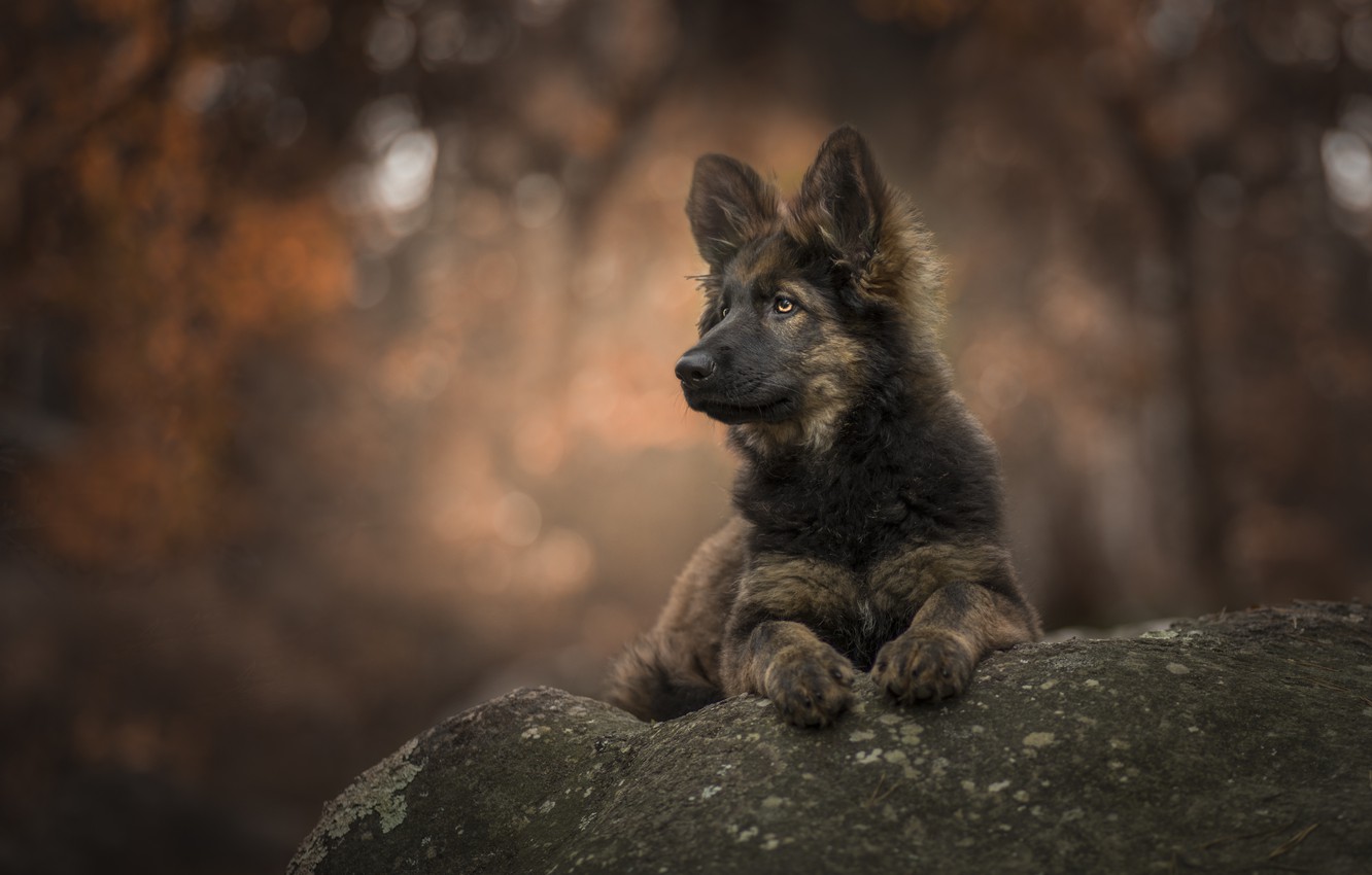 Photo Wallpaper Stone, Puppy, Bokeh, Puppy Love - Forest German Shepherd Puppy - HD Wallpaper 