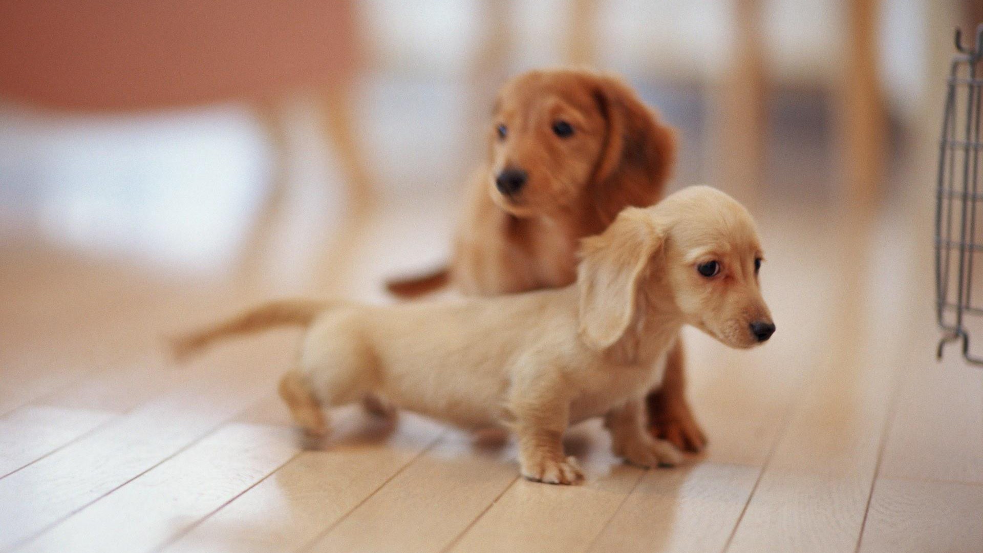 Cute Puppies Pictures Desktop Wallpaper - Cute Sausage Dog Puppies - HD Wallpaper 