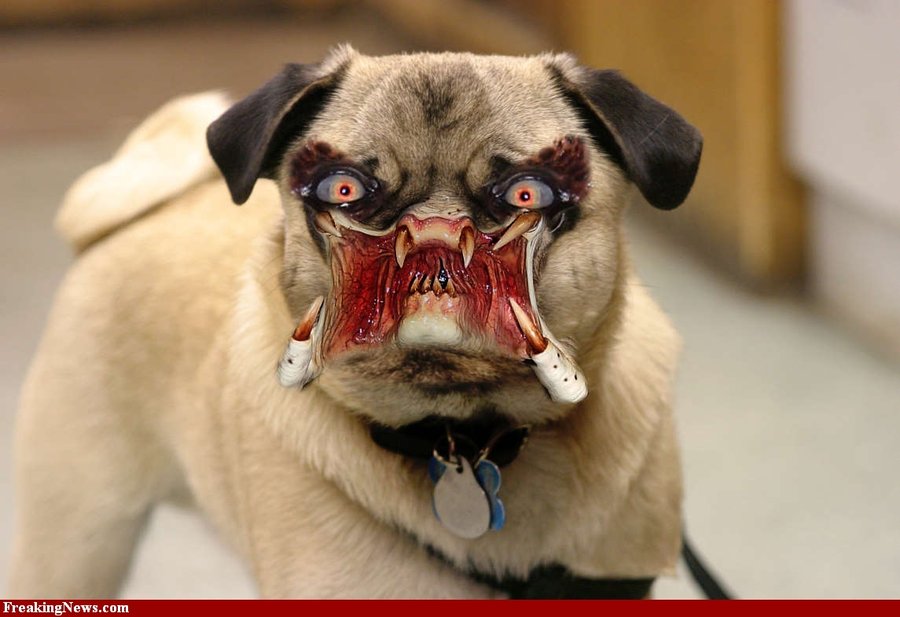 Funny Dog Art 33 Cool Hd Wallpaper - Blade 2 Vampire Dog - 900x617 Wallpaper Funny Dog Art 33 Cool Hd Wallpaper - Blade 2 Vampire Dog - 900x617 Wallpaper