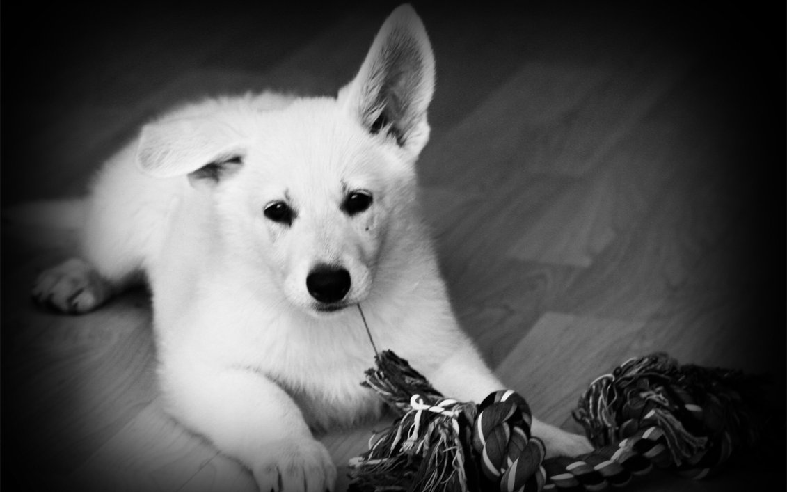 White Shepherd Black And White Wallpaper - Berger Blanc Suisse - HD Wallpaper 