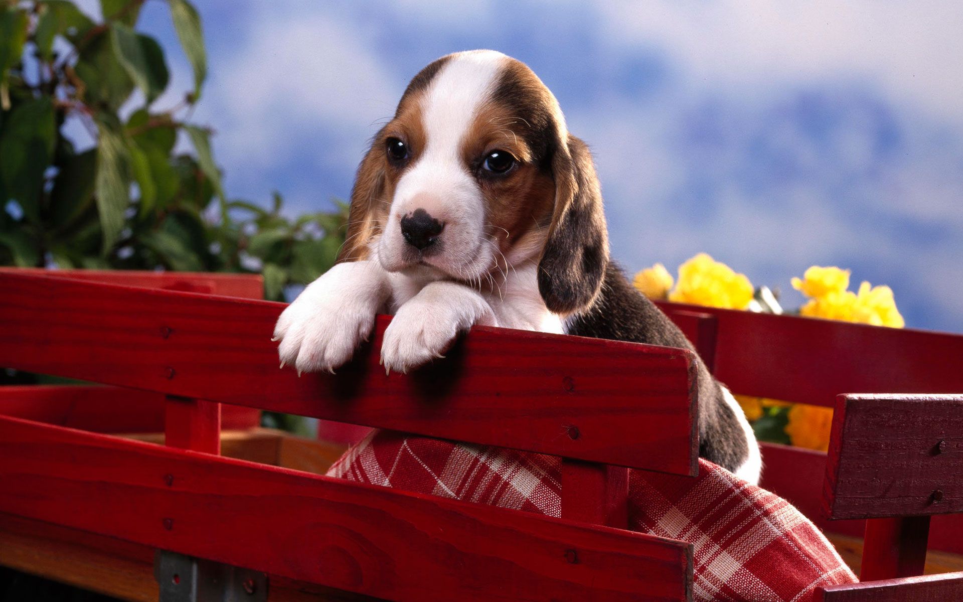 Beagle Wallpaper Puppy - HD Wallpaper 