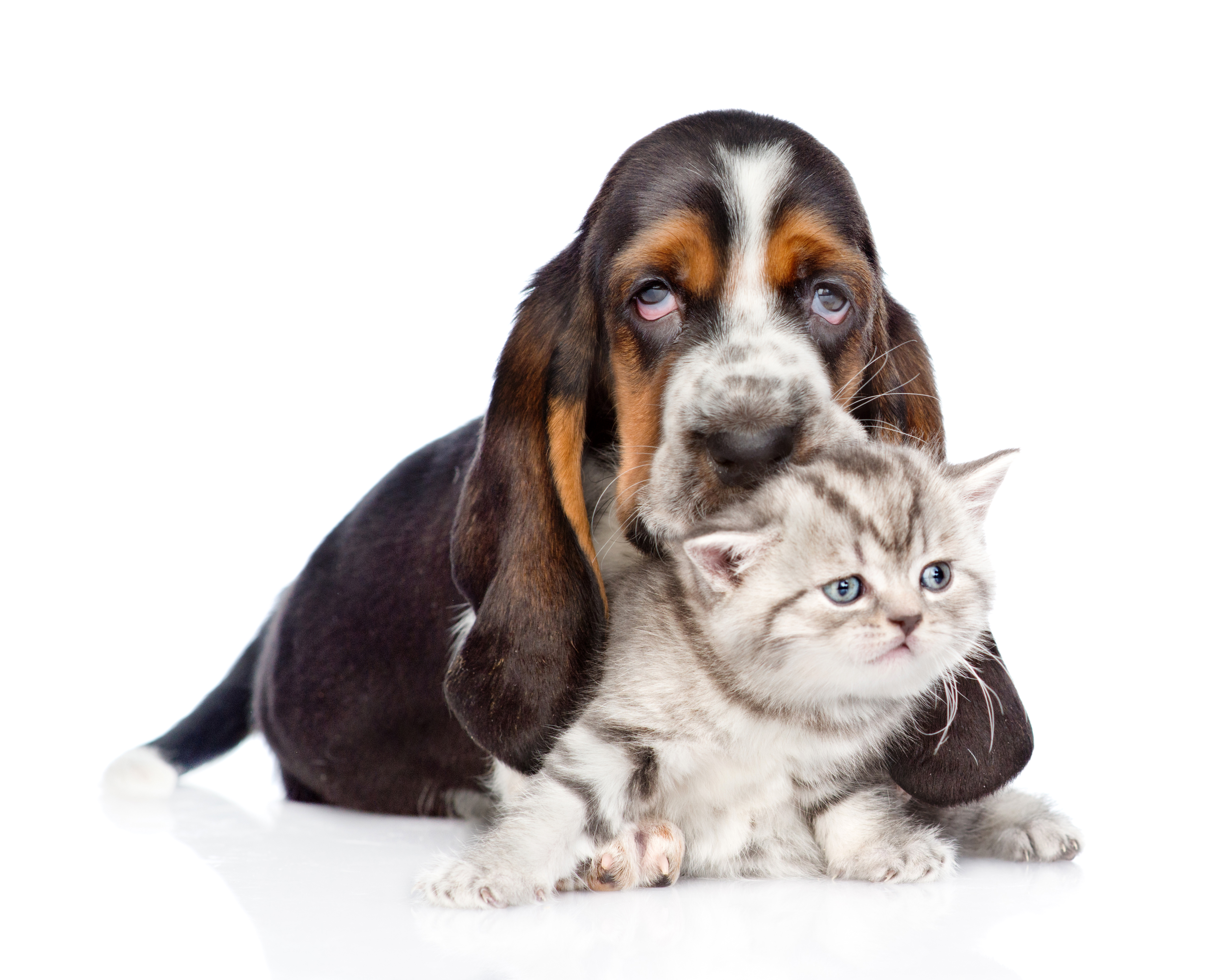 Basset Hounds And Kitties - HD Wallpaper 
