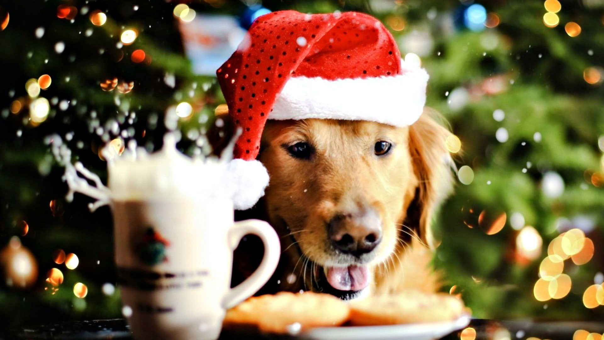 1920x1080, Christmas Puppy Wallpaper - Christmas Wallpaper Animals - HD Wallpaper 