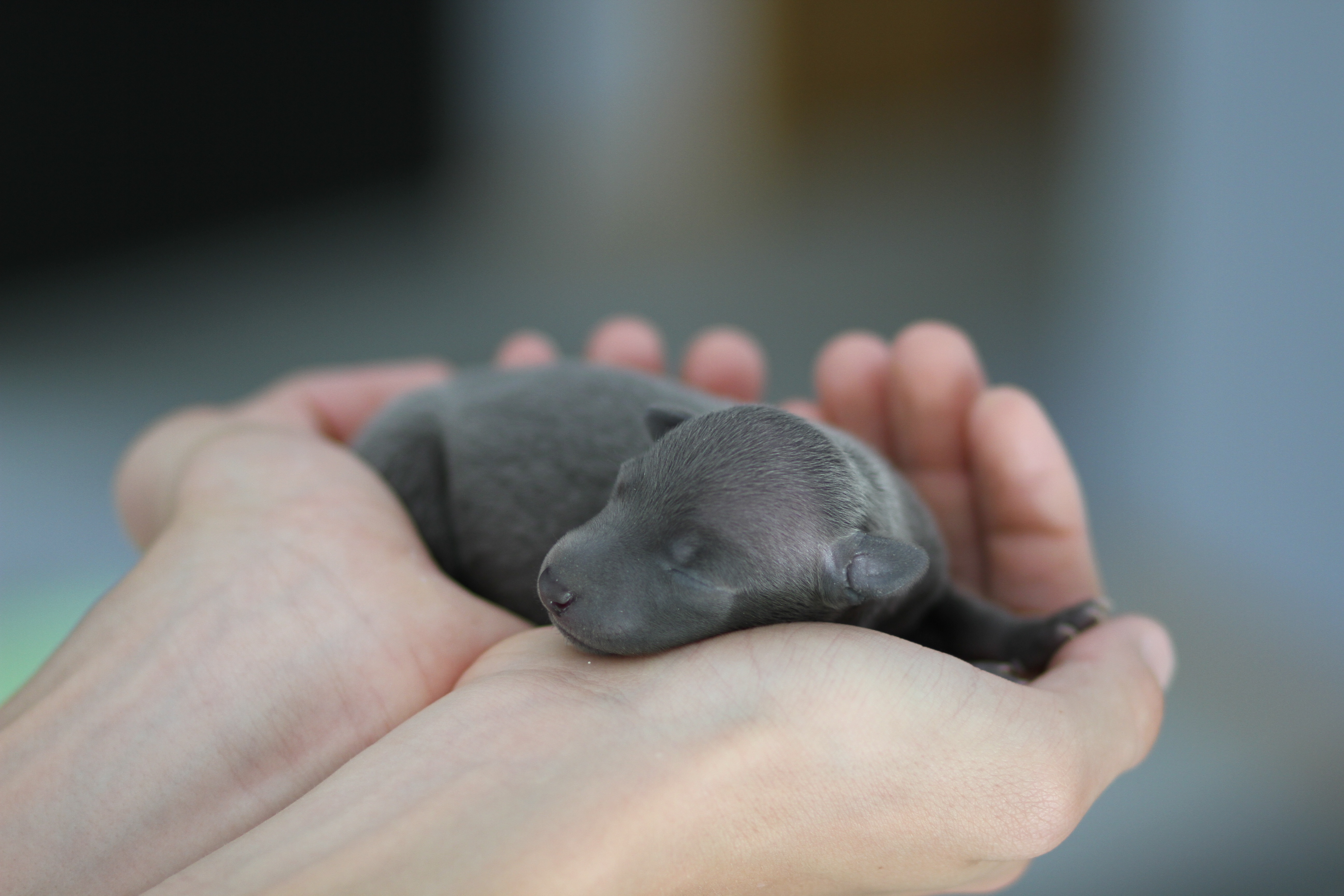 Cute Puppy Newborn Baby Dog Sleep Hand Mammal Wallpaper - HD Wallpaper 