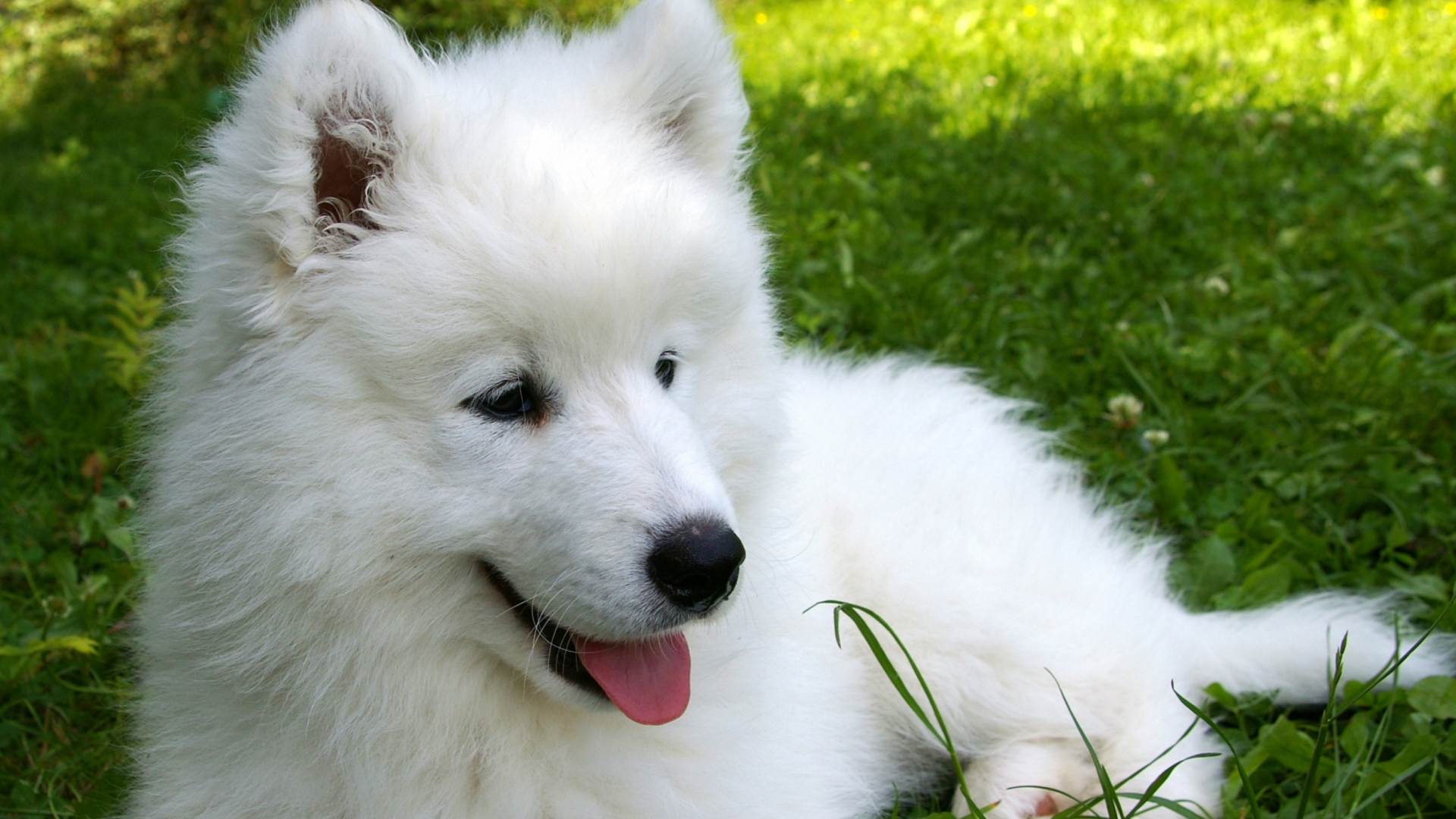 Wallpaper Husky White Dog - 1080p Samoyed Wallpaper Hd - HD Wallpaper 