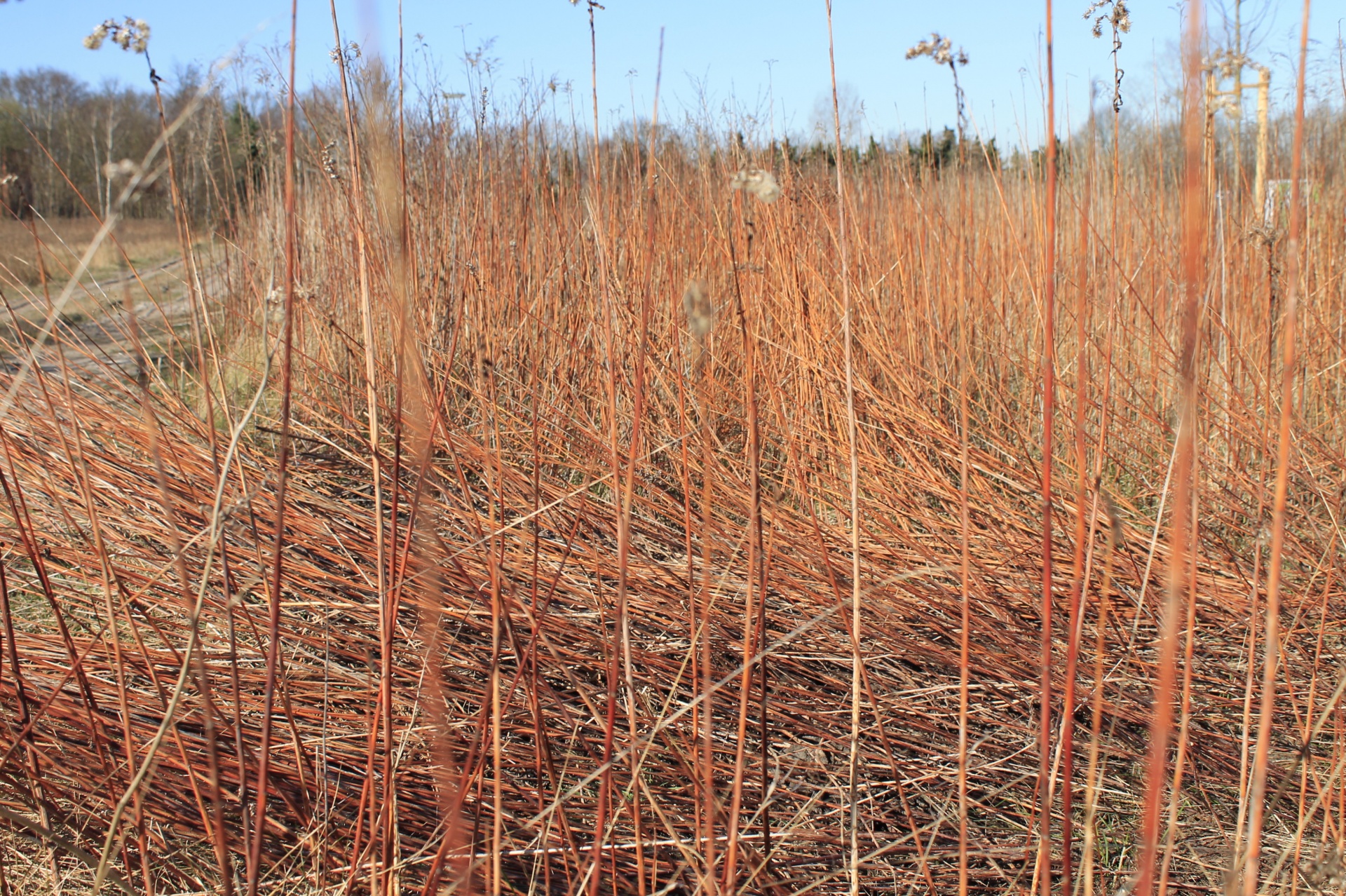 Reed Reeds Bog Free Photo - Grass - HD Wallpaper 