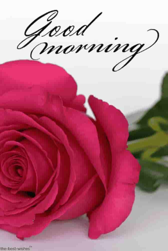 Pink Rose Good Morning Images - Romantic Good Morning Wish - HD Wallpaper 