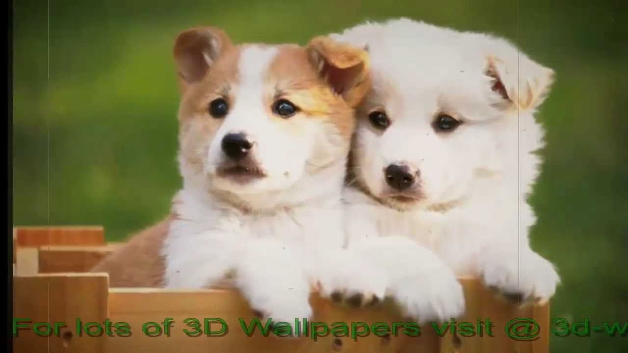 Good Morning Two Dogs - HD Wallpaper 