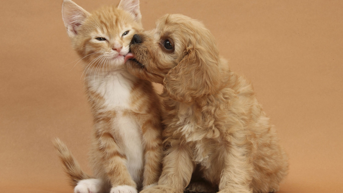 Puppy Love - Cats And Dogs Kiss - HD Wallpaper 
