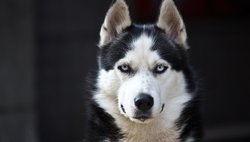 Husky, Blue Eyes, White, Dog, Cute, Danger, Black Desktop - Black Husky White Eyes - HD Wallpaper 
