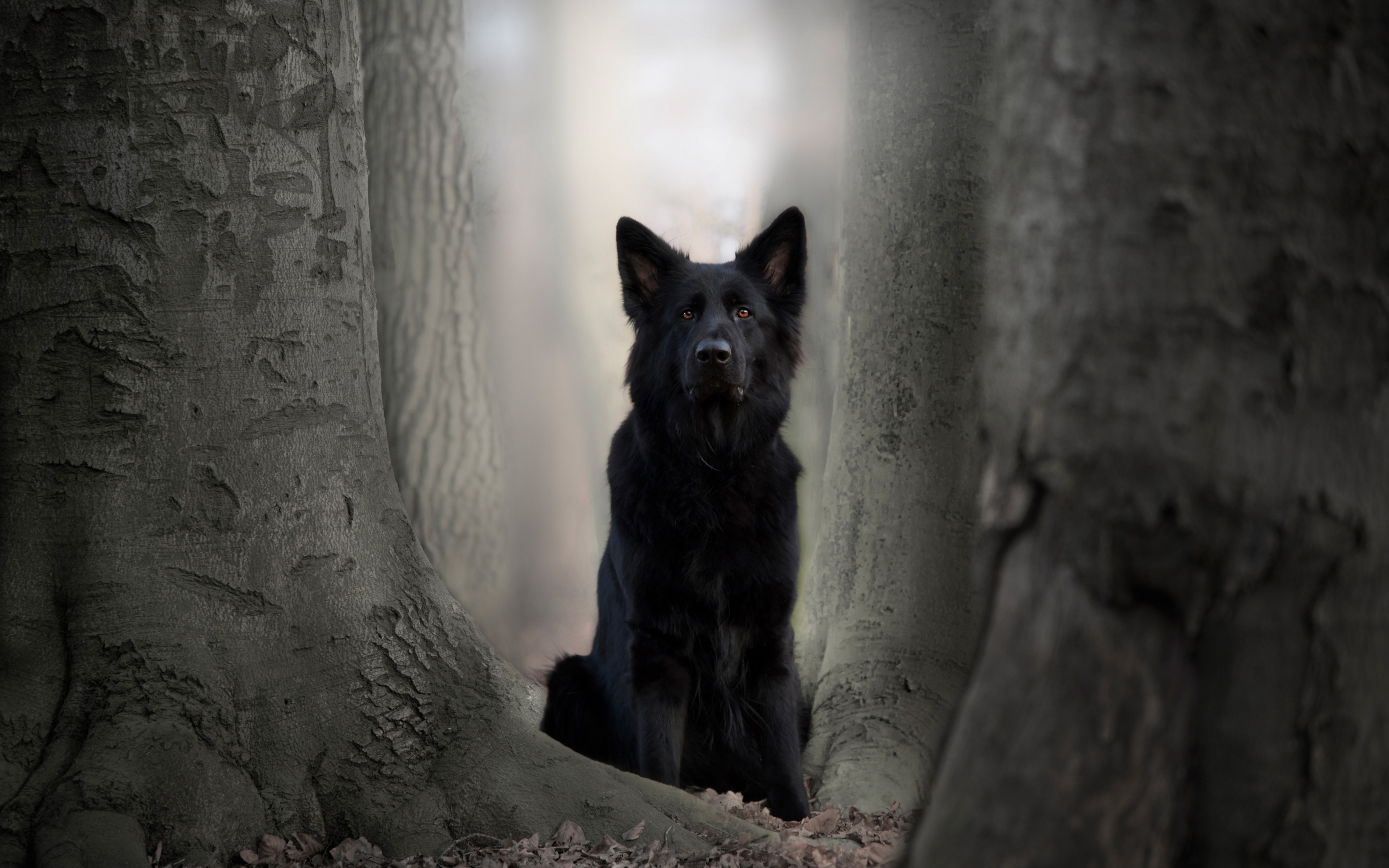 Black Dog, German Shepherd, Animal, Outdoor, Wallpaper - German Shepherd Wallpaper Dark - HD Wallpaper 